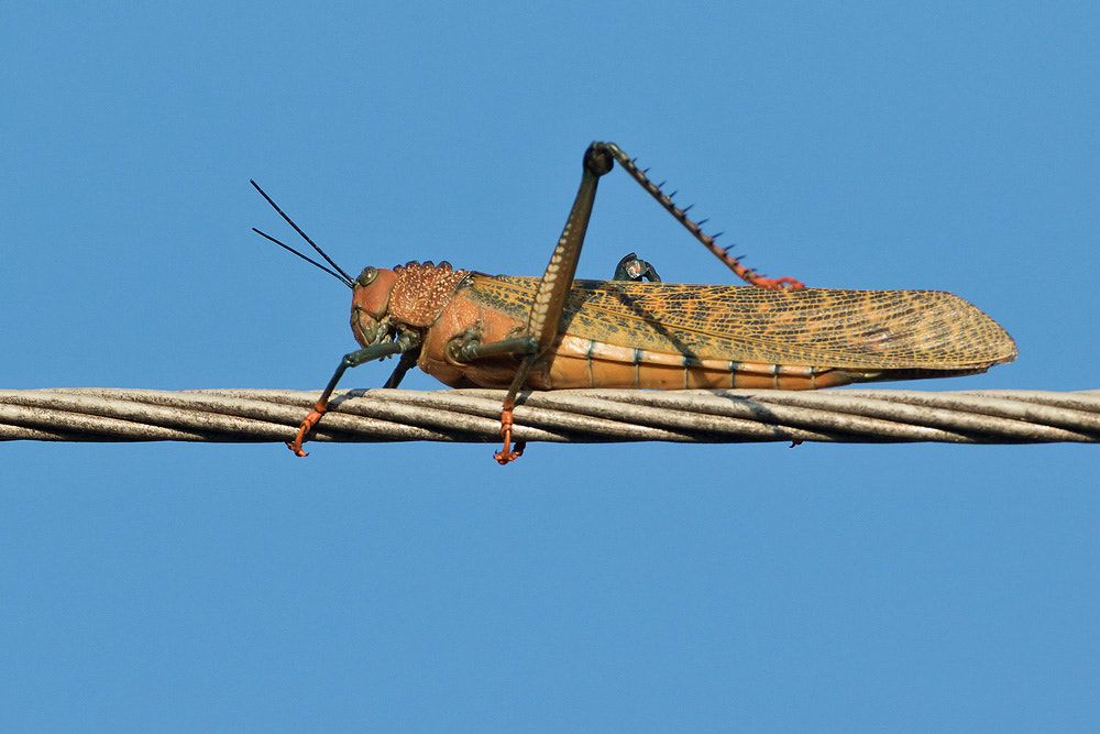 Canon EF 500mm F4L IS USM sample photo