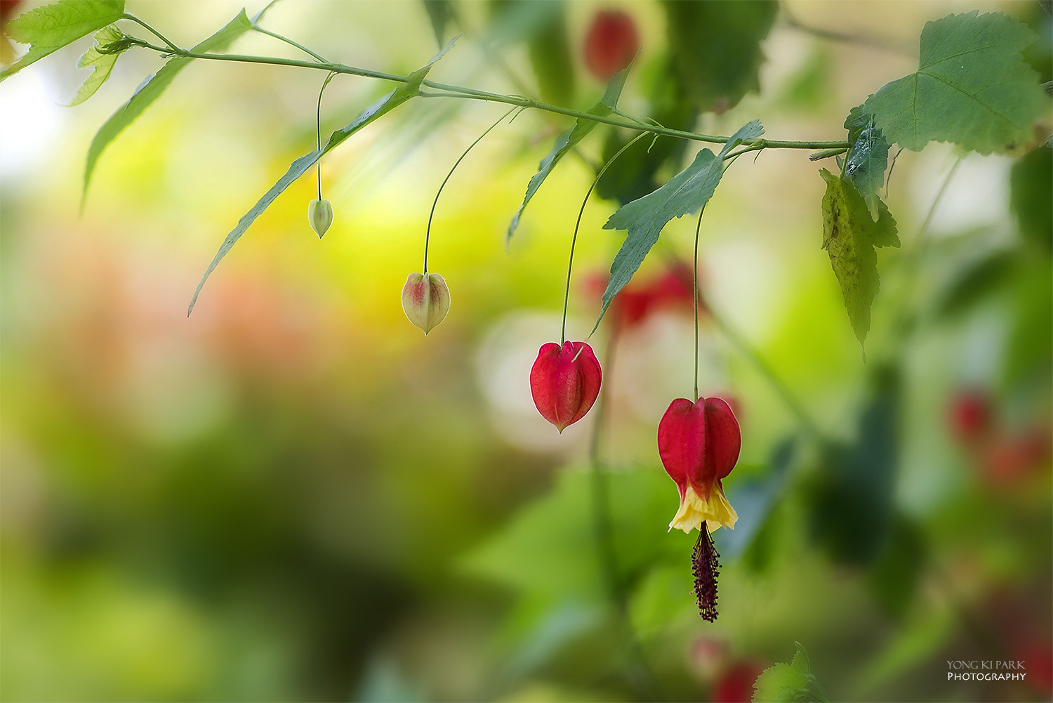 Pentax smc D-FA 100mm F2.8 Macro WR sample photo. The red magic-1 photography