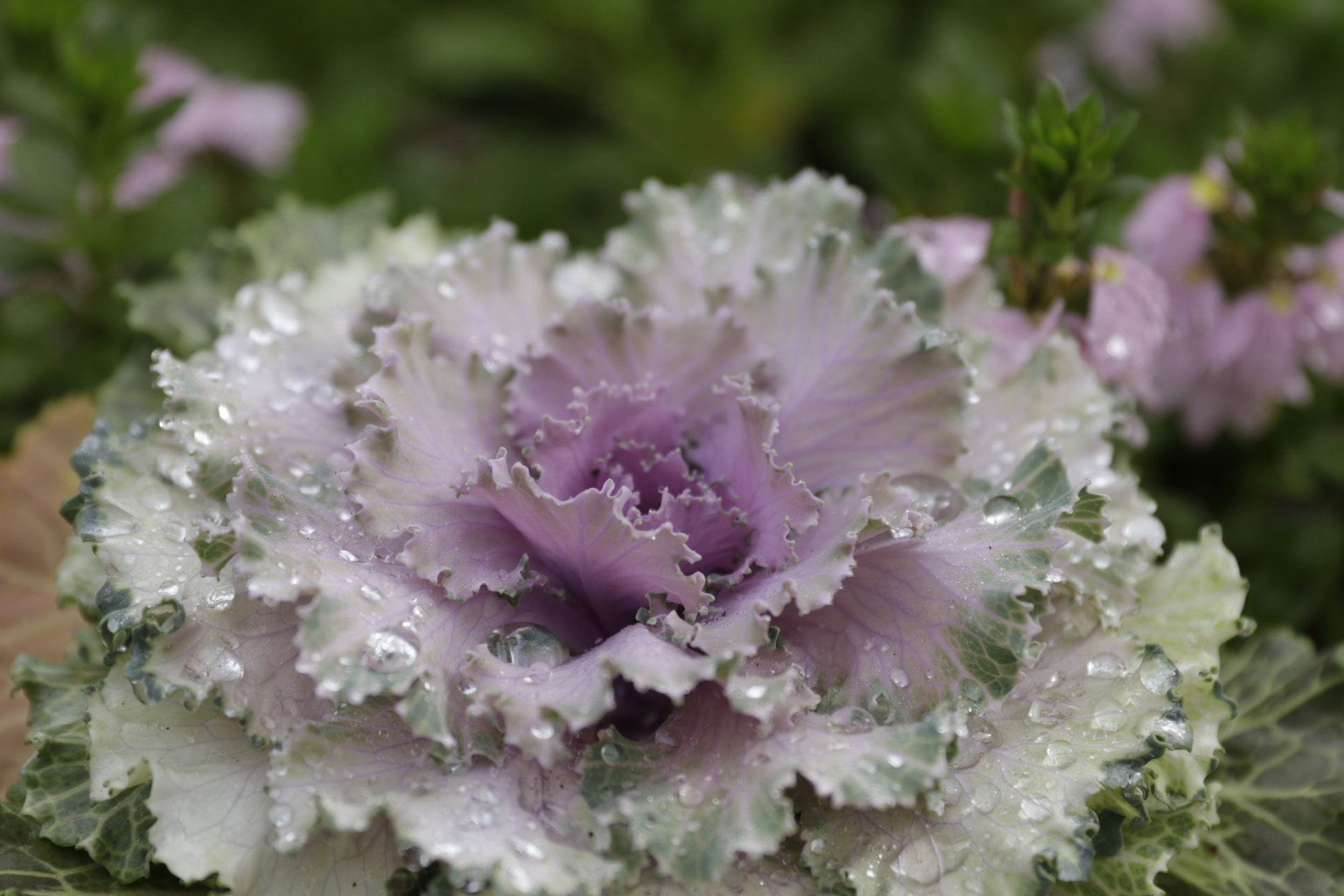 Canon EF 24-70mm F2.8L II USM sample photo