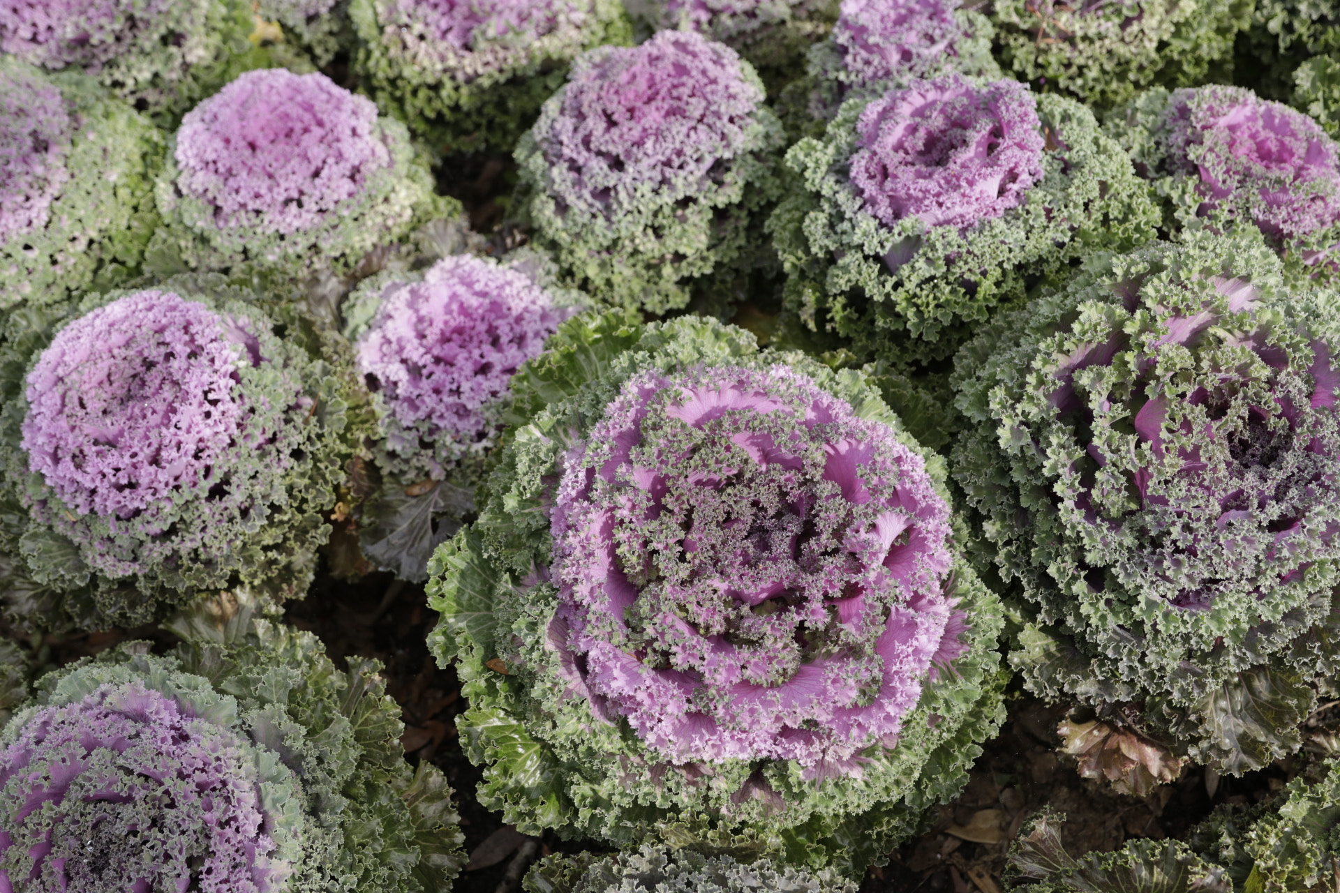 Canon EF 24-70mm F2.8L II USM sample photo