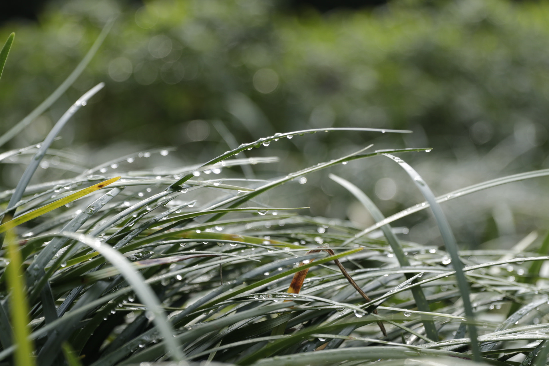 Canon EF 24-70mm F2.8L II USM sample photo