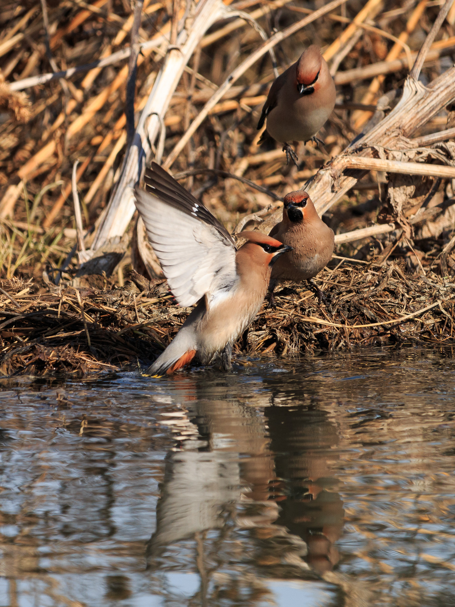 Canon EF-S 55-250mm F4-5.6 IS STM sample photo. *** photography