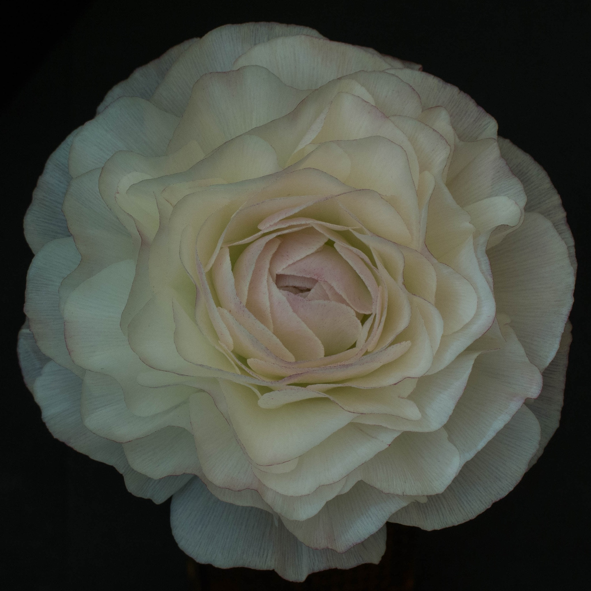 Panasonic Leica DG Macro-Elmarit 45mm F2.8 ASPH OIS sample photo