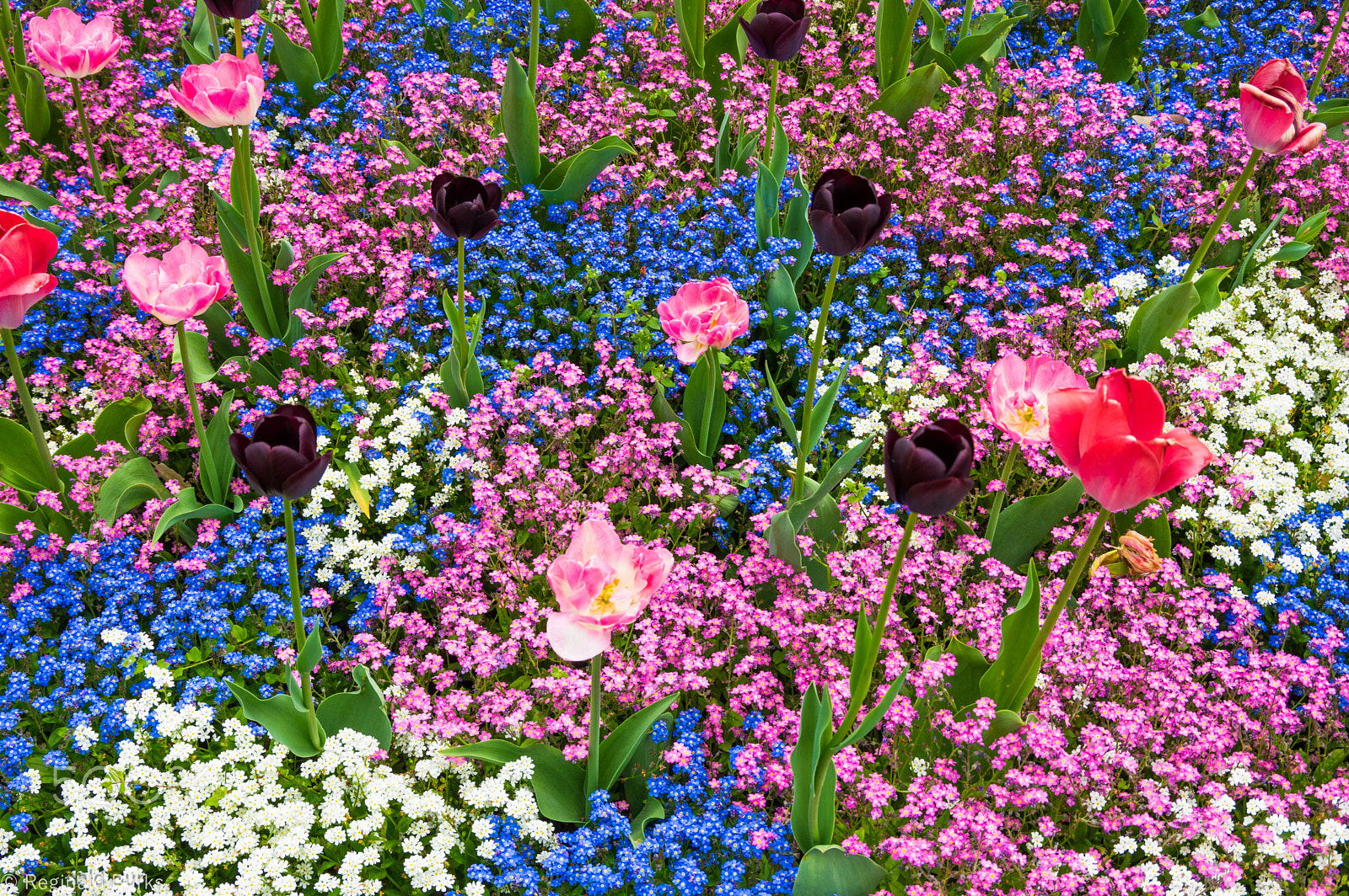 Pentax K-3 sample photo. Lonely garden (of ) photography