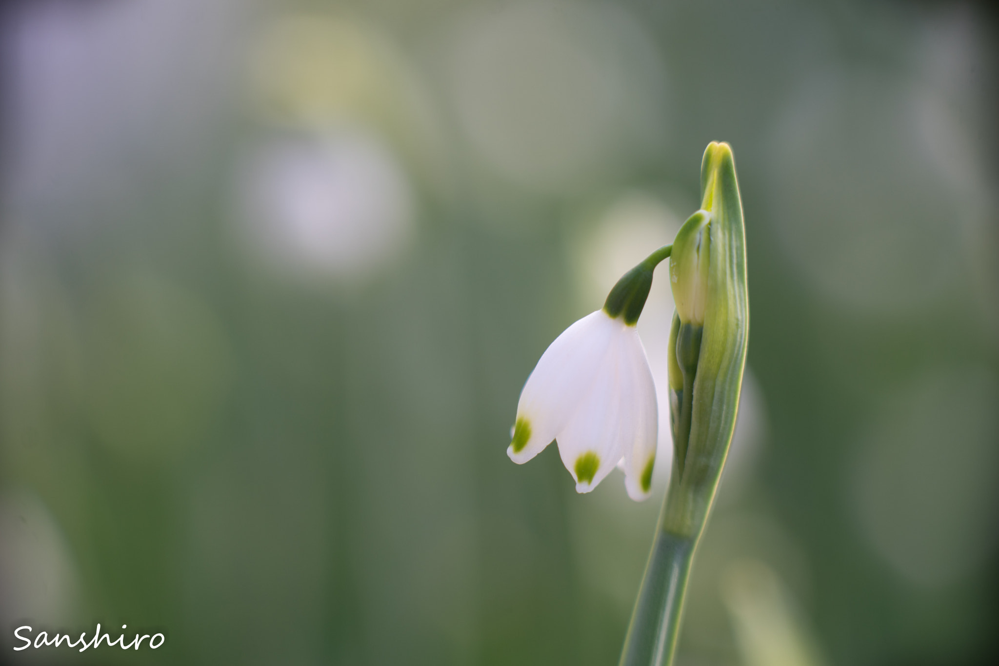 Sony a7 II sample photo. Untitled photography