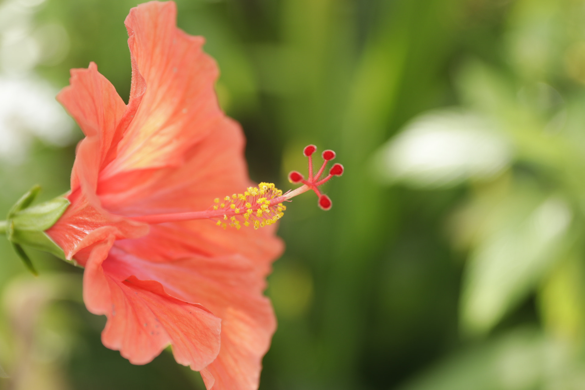 Canon EF 24-70mm F2.8L II USM sample photo