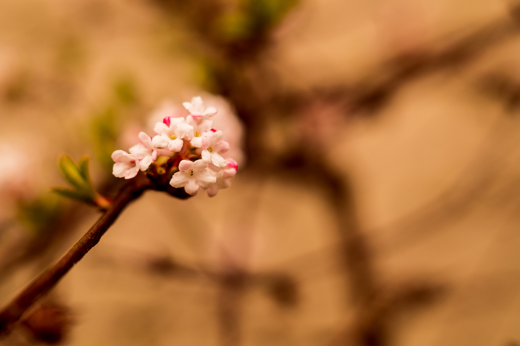 Sony SLT-A58 + Sony DT 50mm F1.8 SAM sample photo. Flower power 2.0 photography