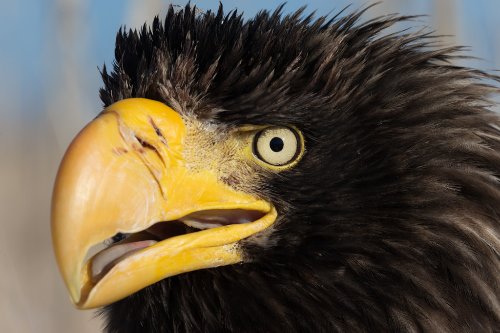 Canon EOS-1D X sample photo. Chief of the sky photography