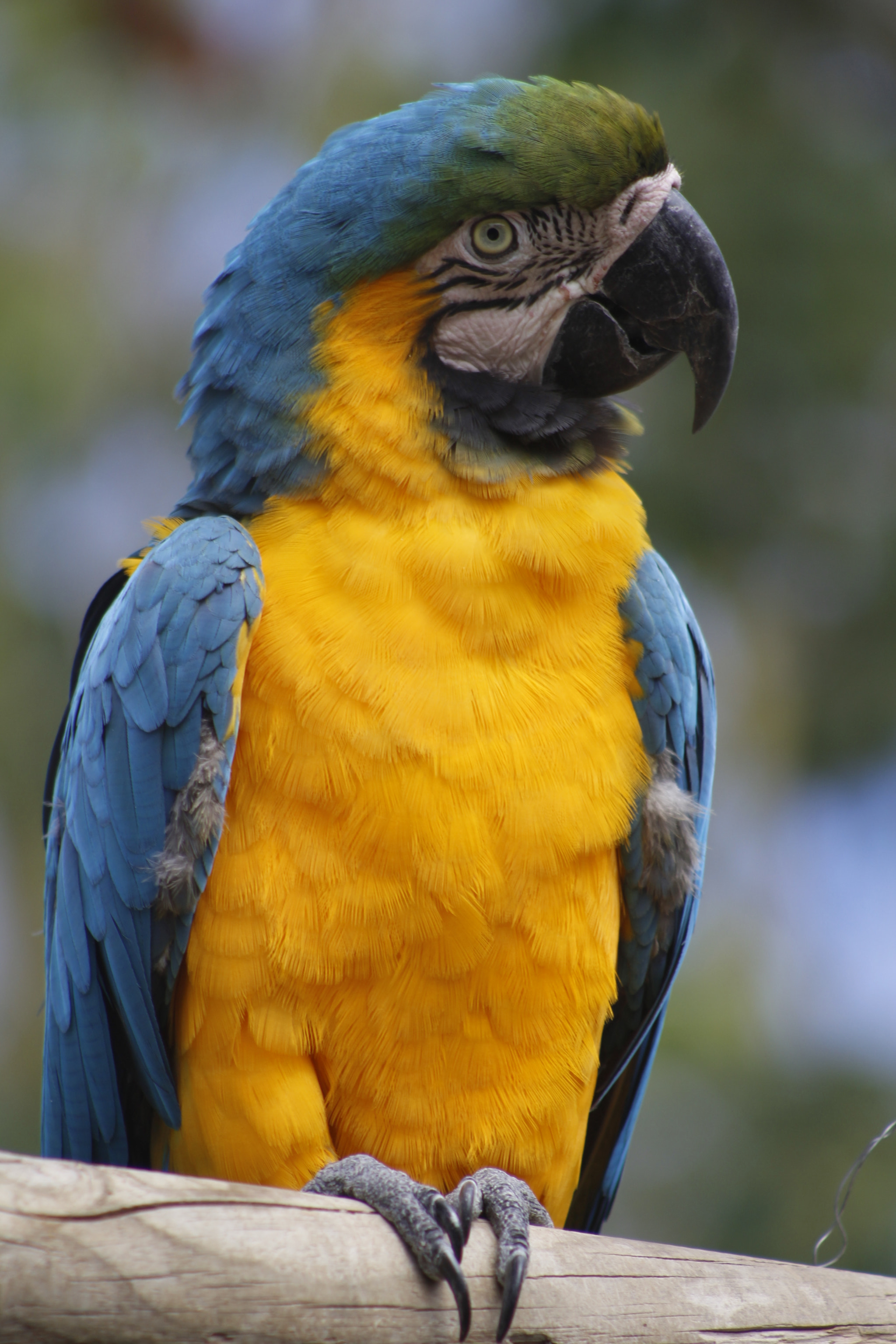 Canon EF 75-300mm f/4-5.6 USM sample photo. Parrot photography