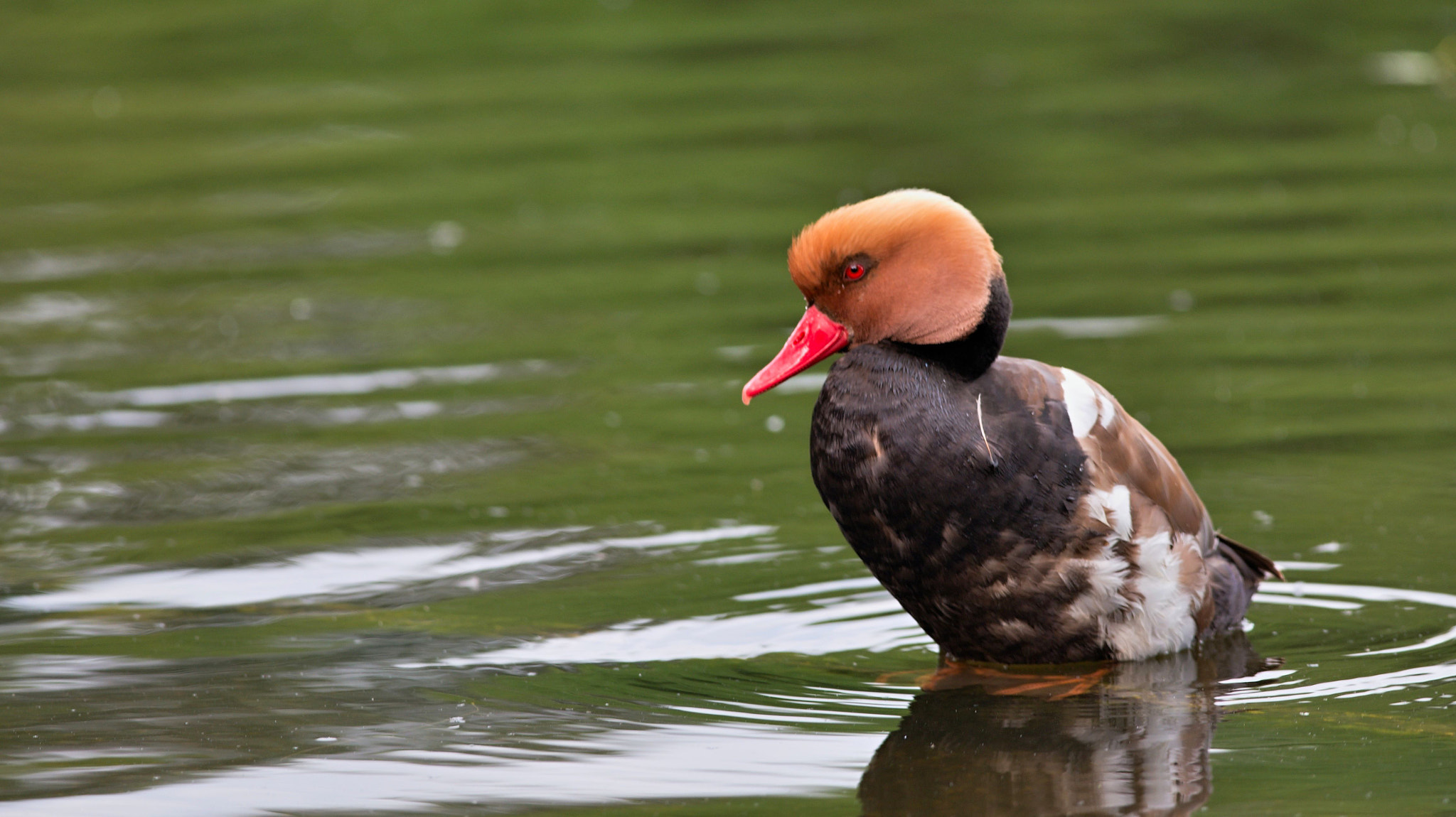 Nikon D610 sample photo. Red - crested pochard photography