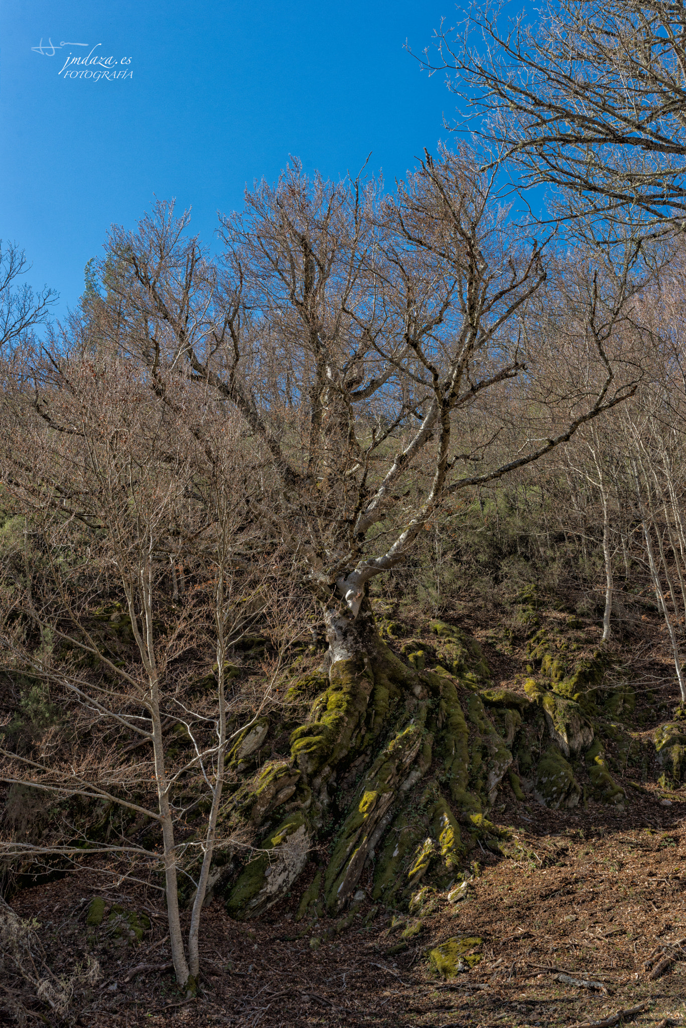 Nikon D610 + Sigma 35mm F1.4 DG HSM Art sample photo. Jmdaza photography