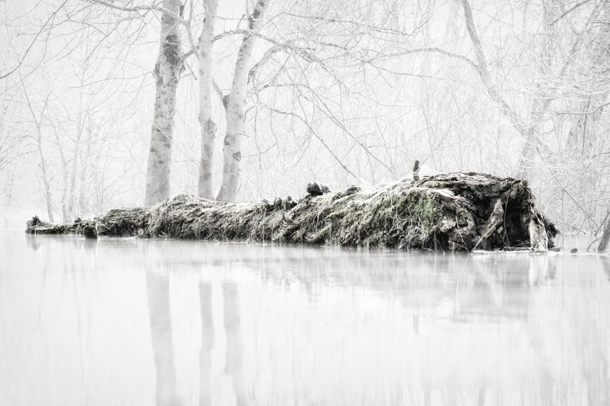 Samsung NX500 + NX 50-200mm F4-5.6 sample photo. Frozen swamp photography