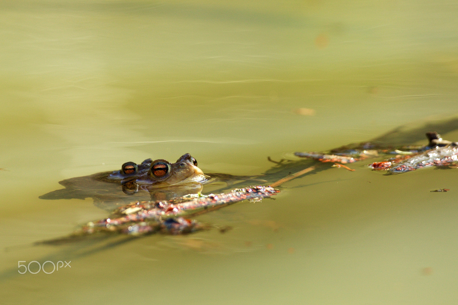 Canon EOS 7D Mark II + Canon EF 200-400mm F4L IS USM Extender 1.4x sample photo. Spring meditation photography