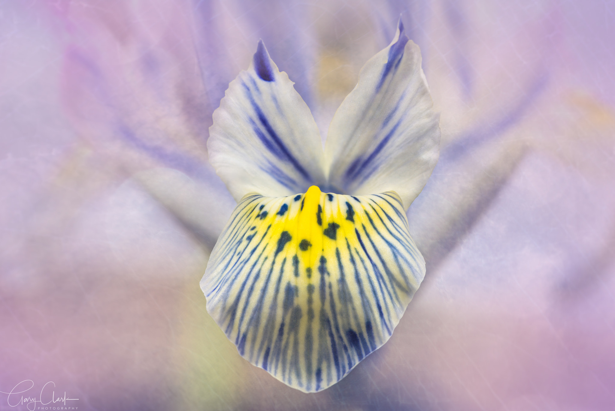 Sigma 105mm F2.8 EX DG OS HSM sample photo. Iris photography