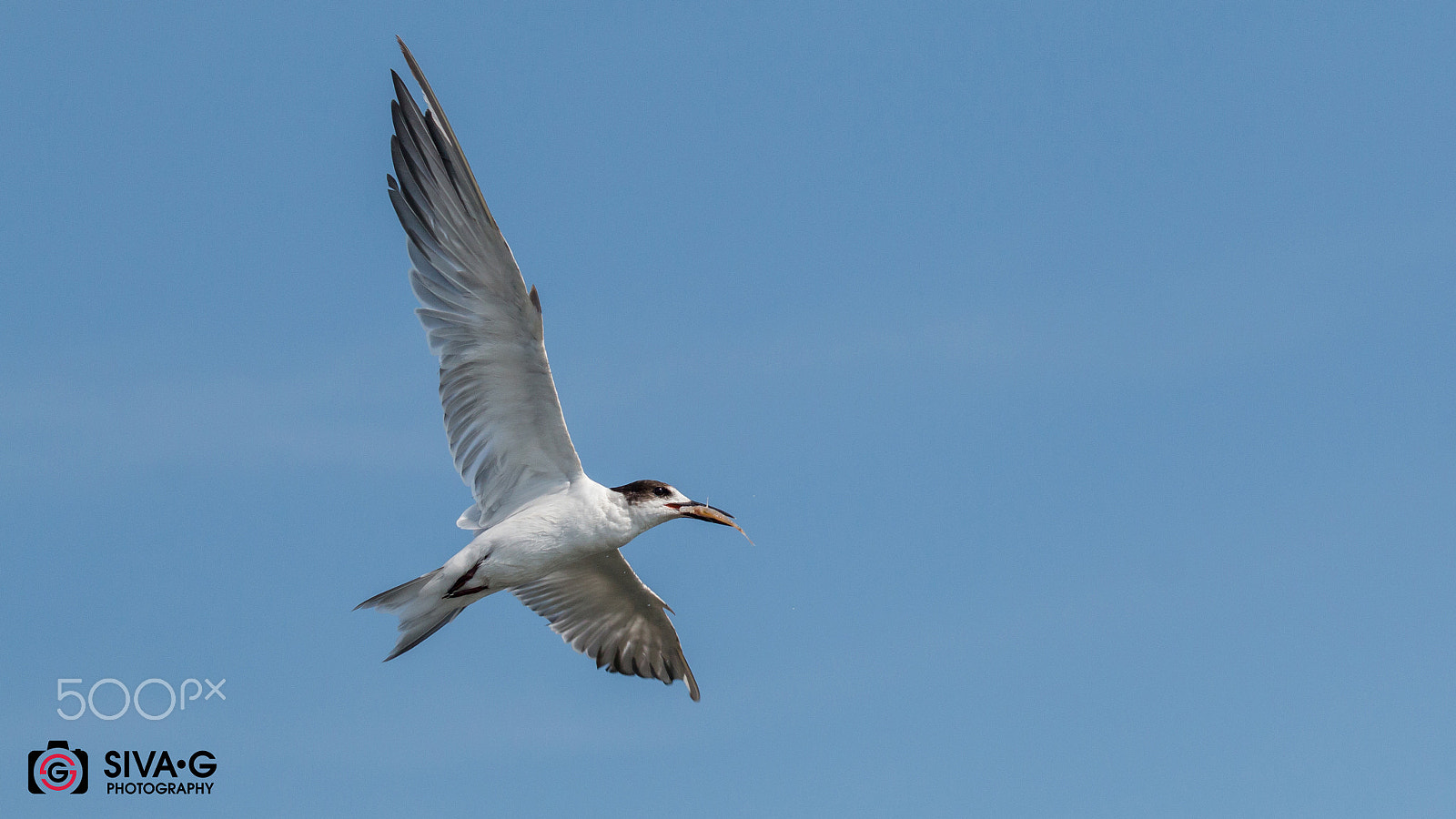 Canon EF 70-300mm F4-5.6 IS USM sample photo. Common tern photography