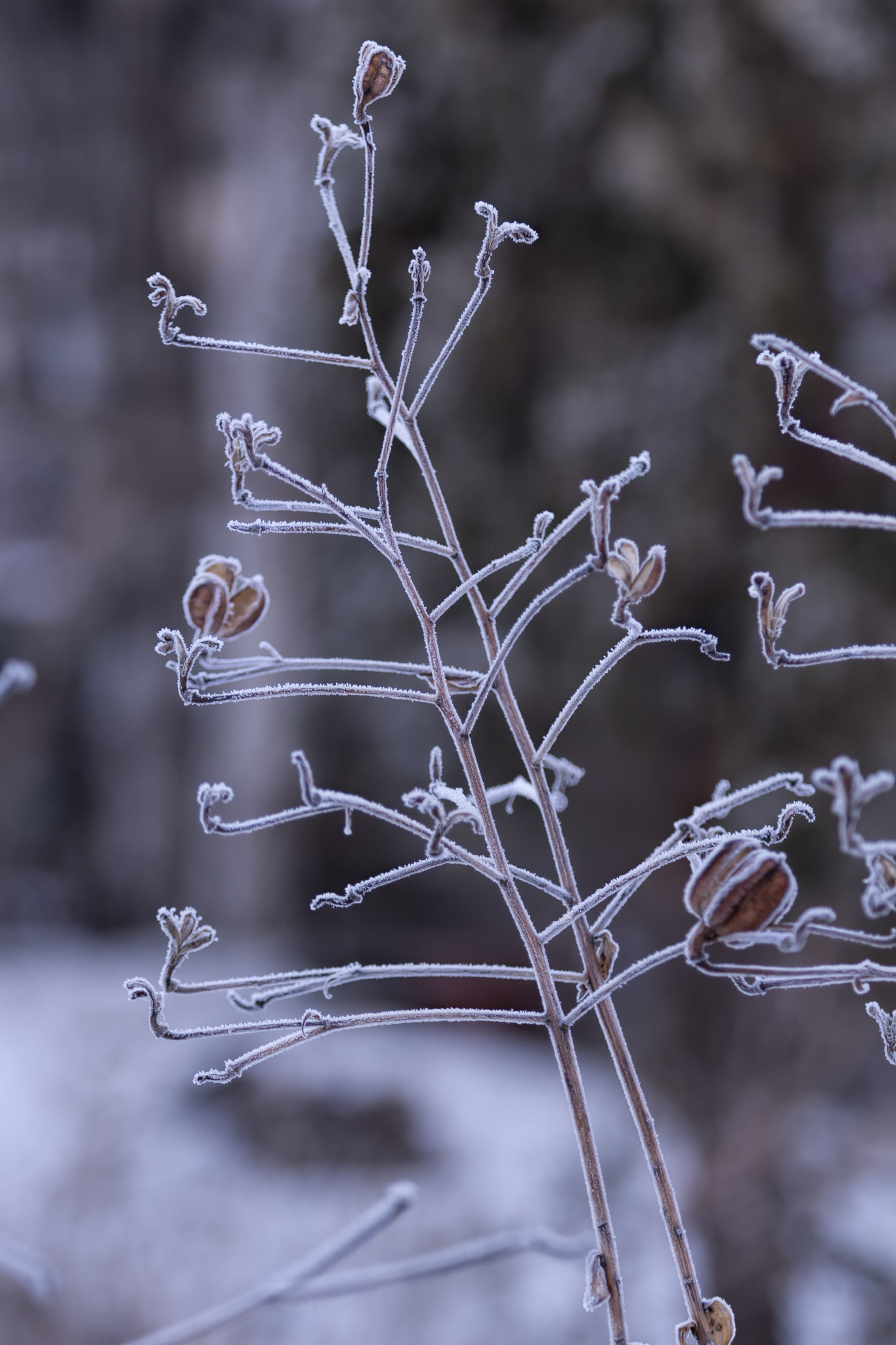 Canon EF 70-200mm F2.8L USM sample photo. лилия в инее photography