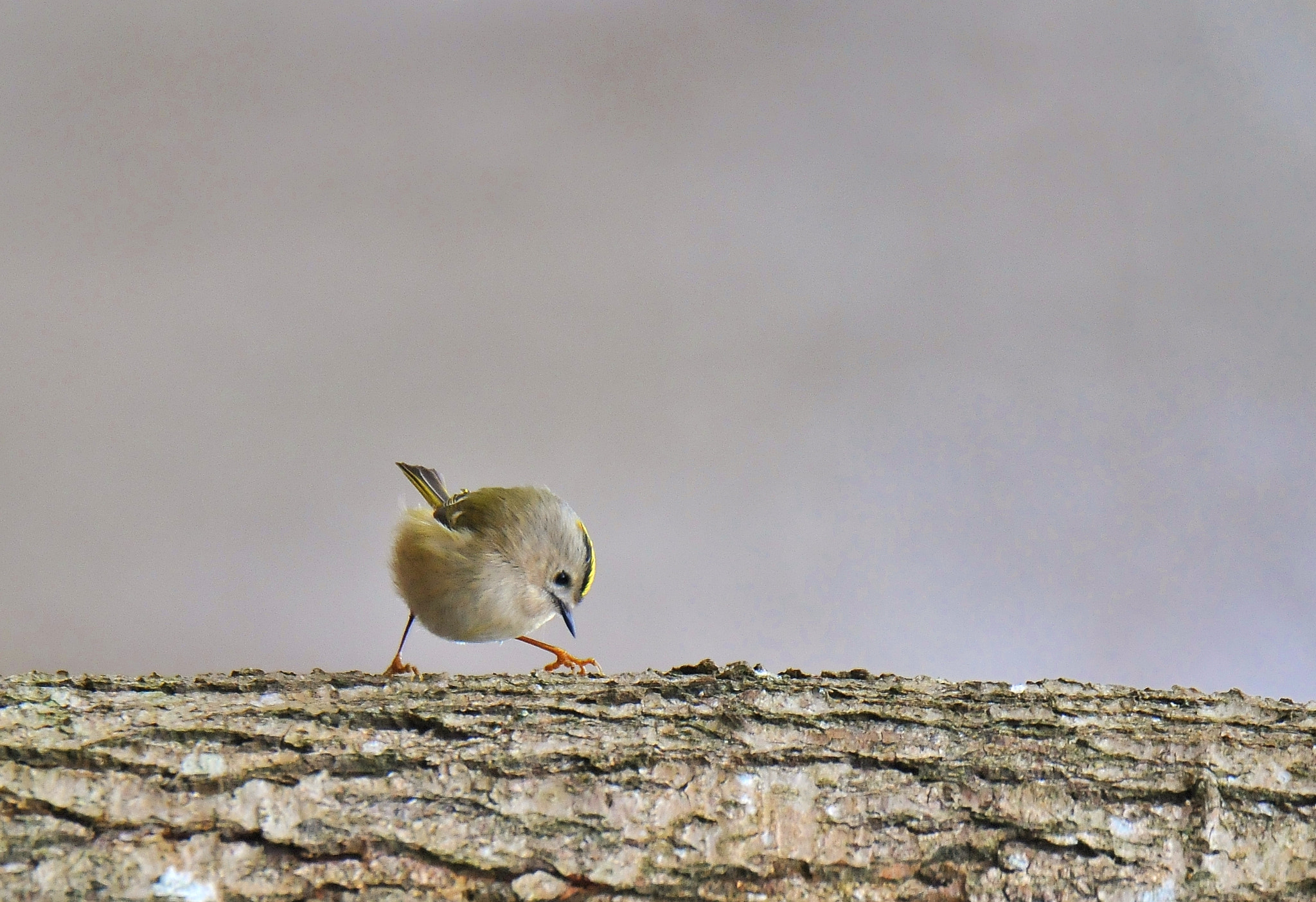 Nikon D300 sample photo. Smallest european bird photography