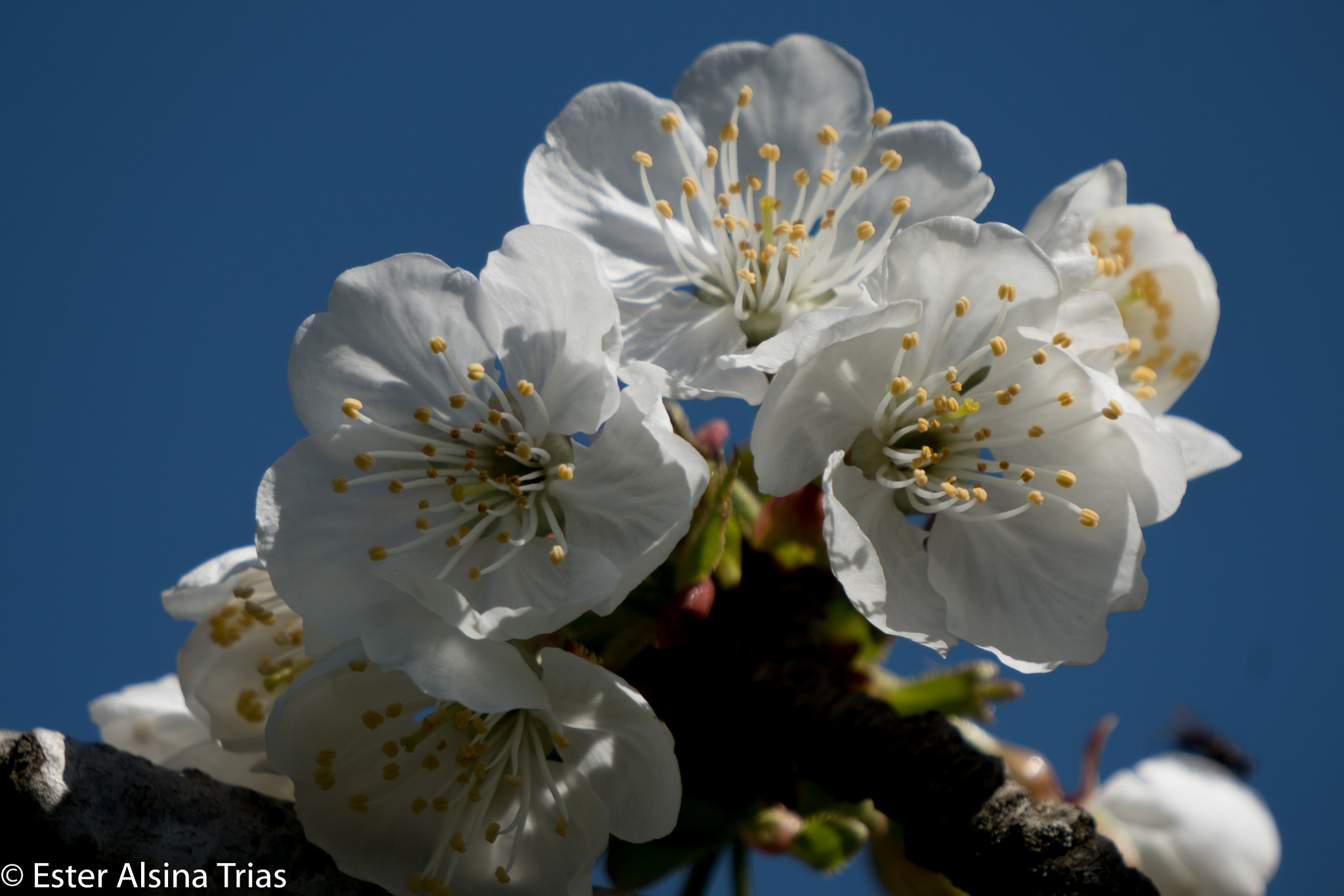 Sony E 55-210mm F4.5-6.3 OSS sample photo. Que flores photography