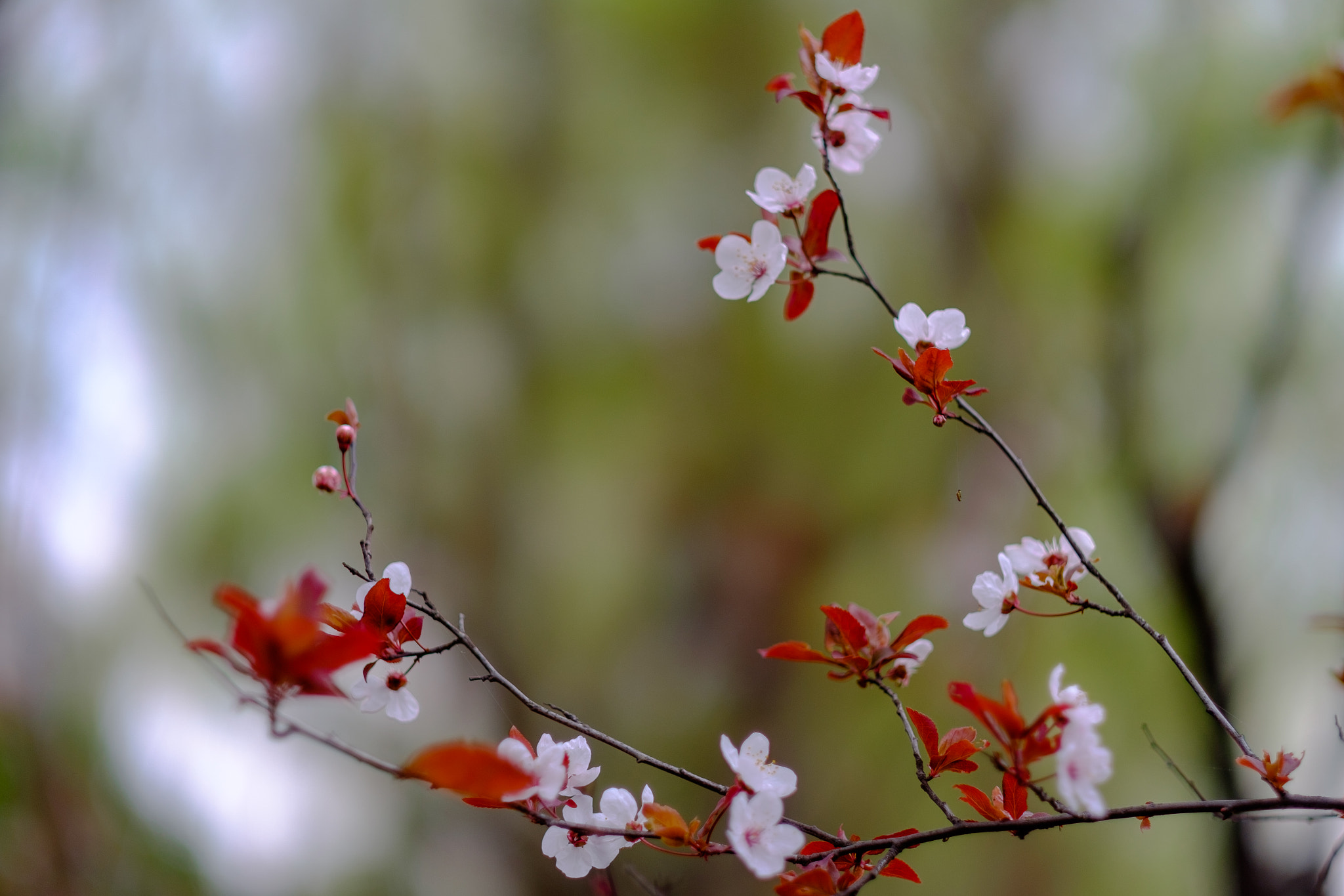 Fujifilm X-T1 + Fujifilm XF 56mm F1.2 R APD sample photo. Spring flower photography