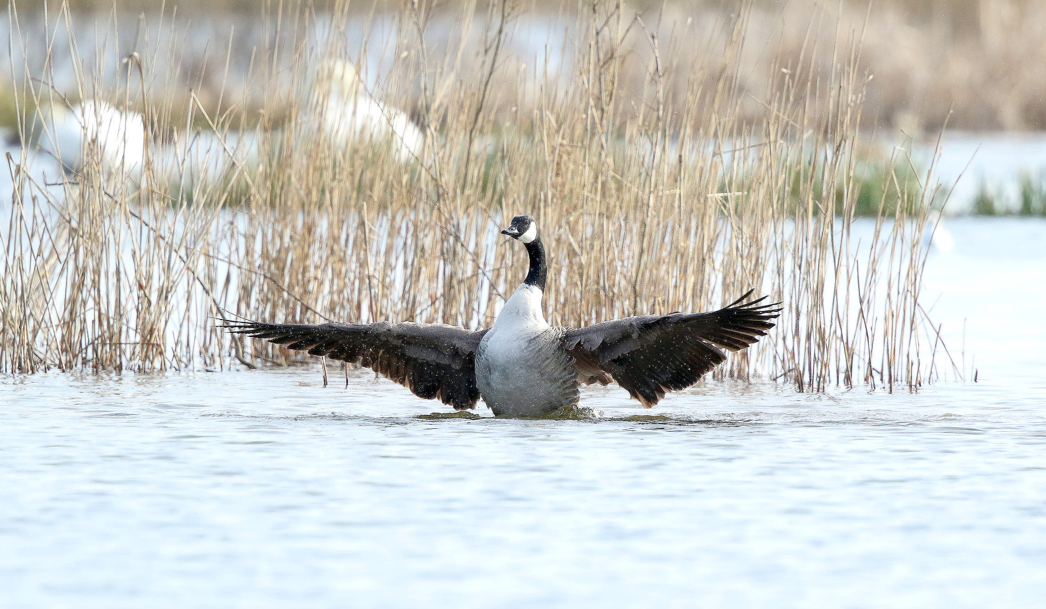 Canon EF 500mm F4L IS II USM sample photo. Ja photography
