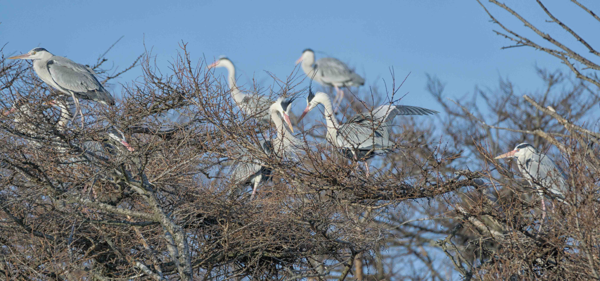 Sony a6000 sample photo. Nesting grey heron photography