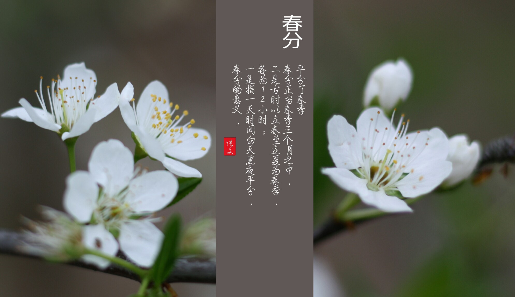 Canon EOS 1000D (EOS Digital Rebel XS / EOS Kiss F) + Canon EF 50mm F1.8 STM sample photo. 春分 photography