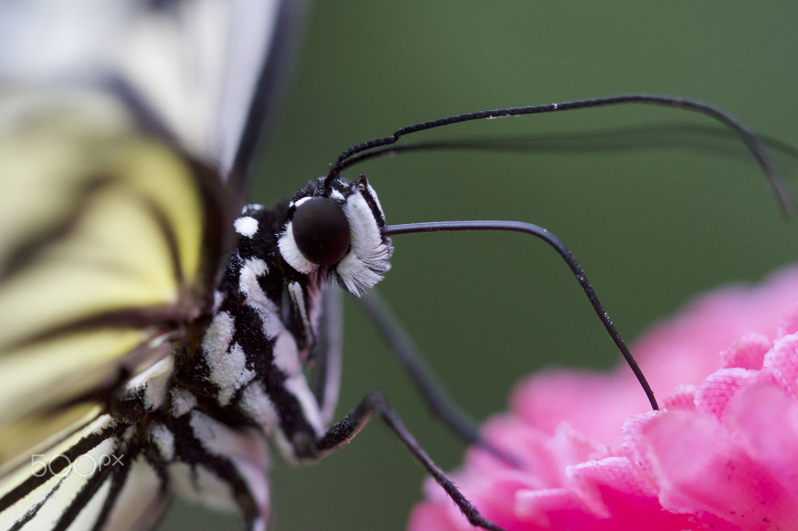 90mm F2.8 Macro SSM sample photo. Dsc photography