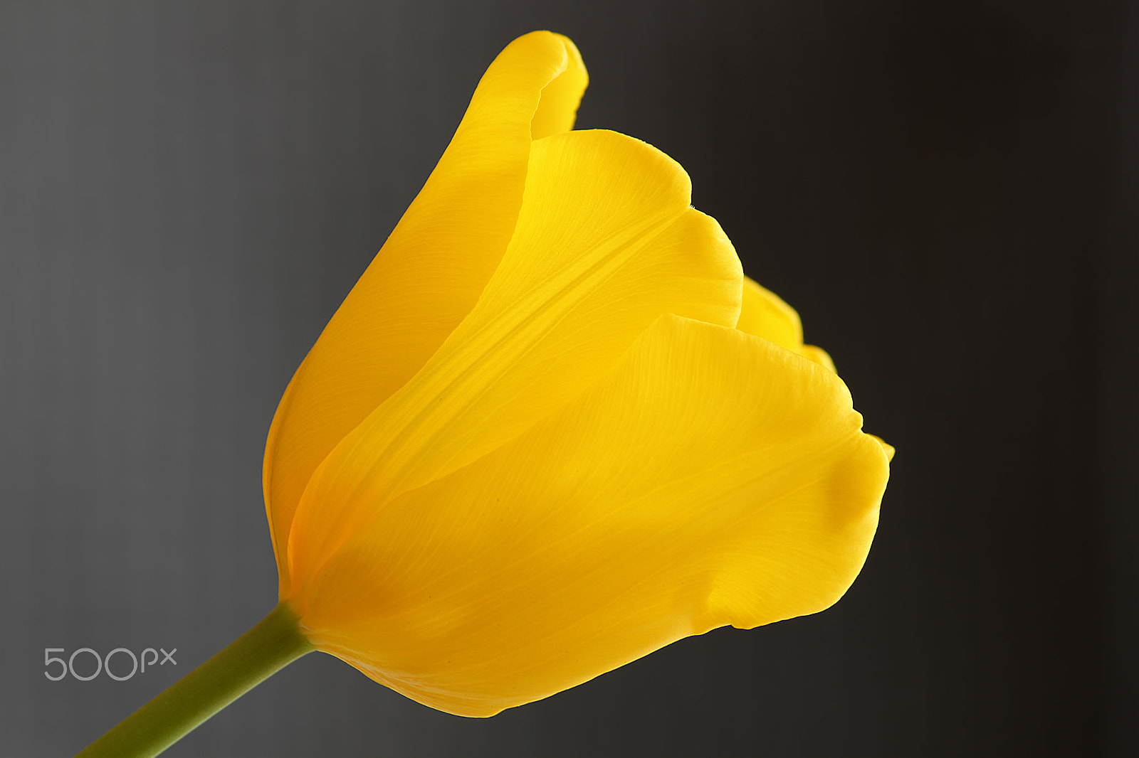 Canon EF-S 55-250mm F4-5.6 IS sample photo. Tulip photography