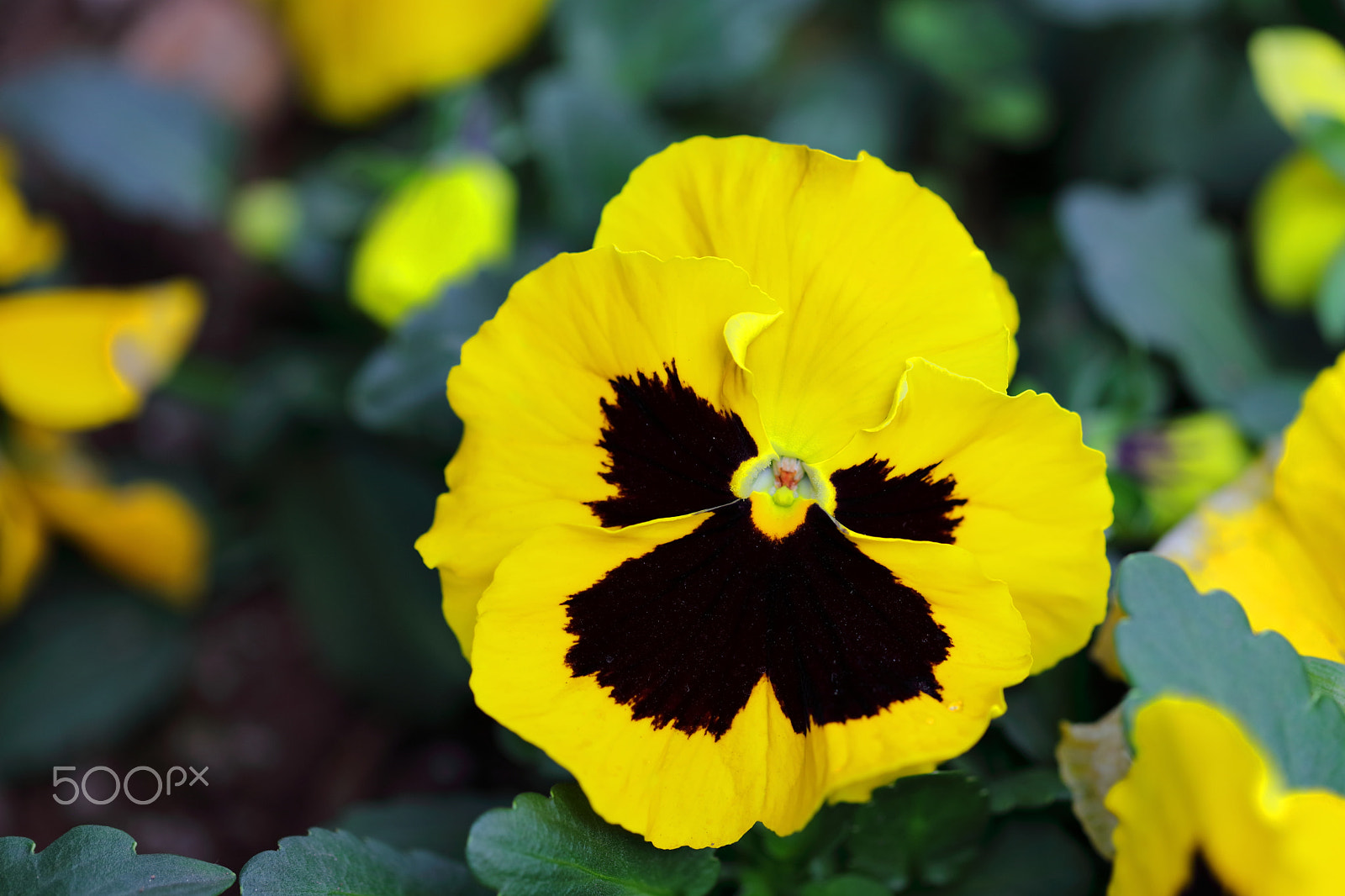 Canon EF 100mm F2.8L Macro IS USM sample photo. Pansy 2 photography