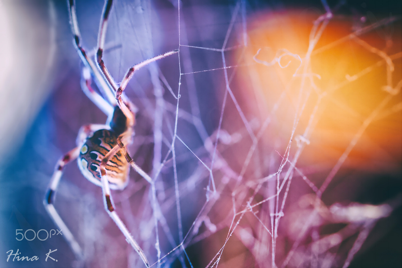 Nikon D5300 + Nikon AF-S Micro-Nikkor 60mm F2.8G ED sample photo. The spider, a web photography