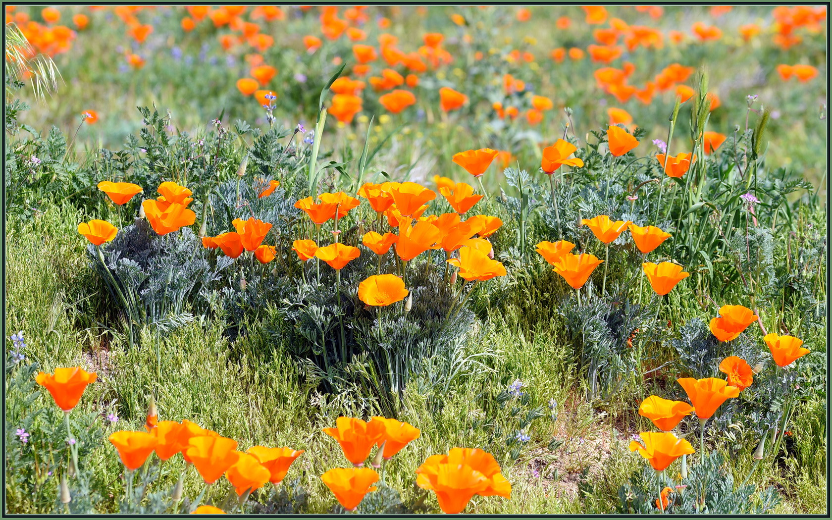 Sigma 105mm F2.8 EX DG OS HSM sample photo. Spring is here!! photography