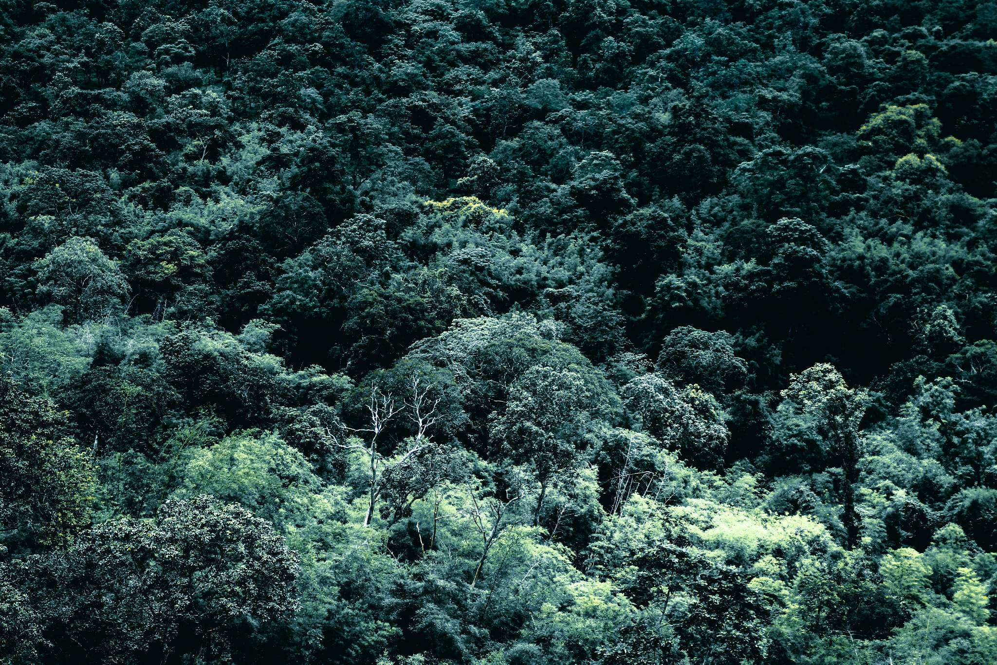 Canon EOS 60D sample photo. Dark nature @chaiyaphum, thailand. photographer : j e e r a p r a p a photography