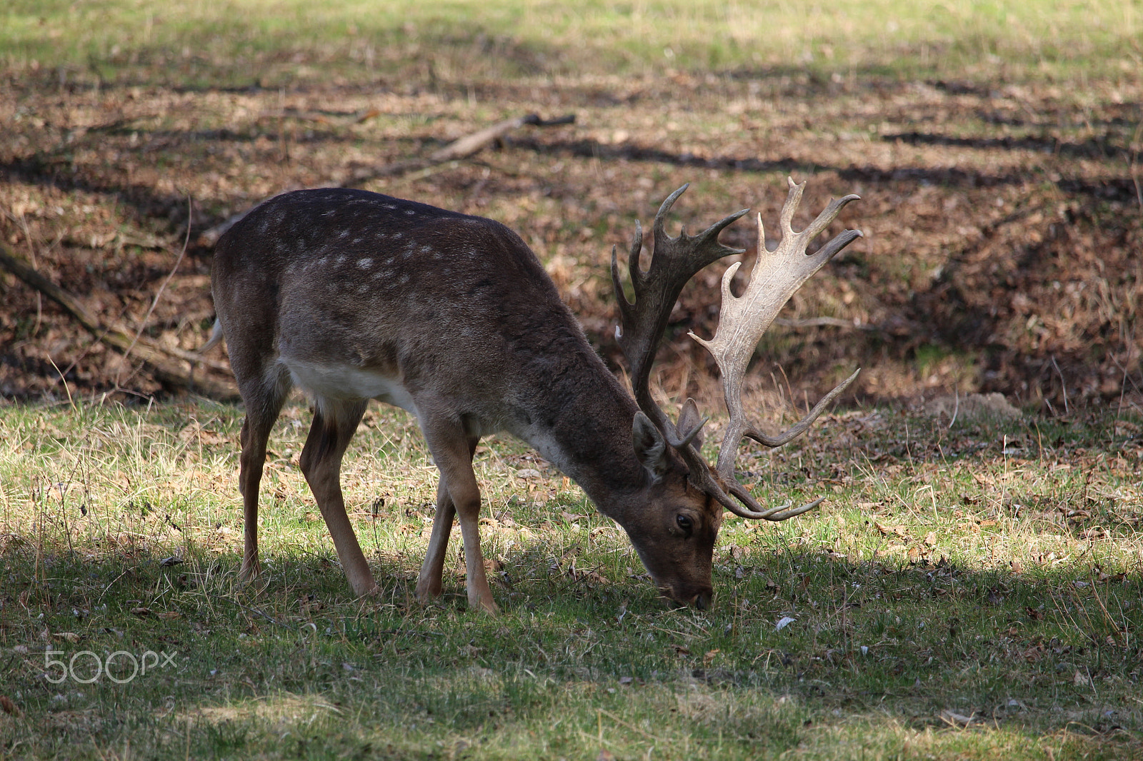 Canon EF-S 55-250mm F4-5.6 IS STM sample photo. Deer 2 photography