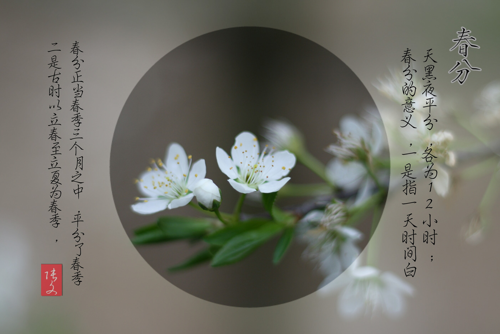 Canon EOS 1000D (EOS Digital Rebel XS / EOS Kiss F) + Canon EF 50mm F1.8 STM sample photo. 春分 photography