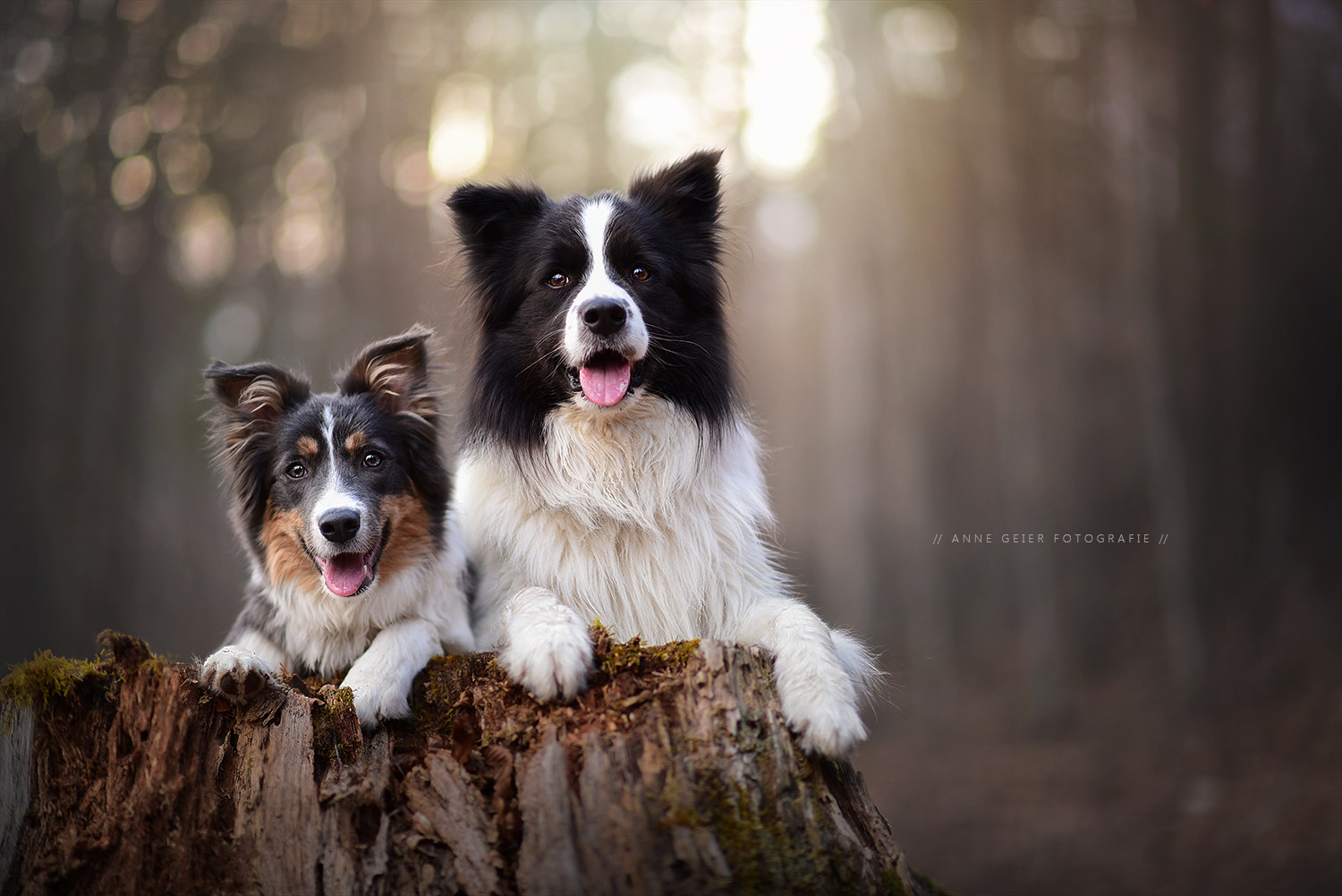 Nikon D750 + Nikon AF-S Nikkor 85mm F1.4G sample photo. Siri und jack photography