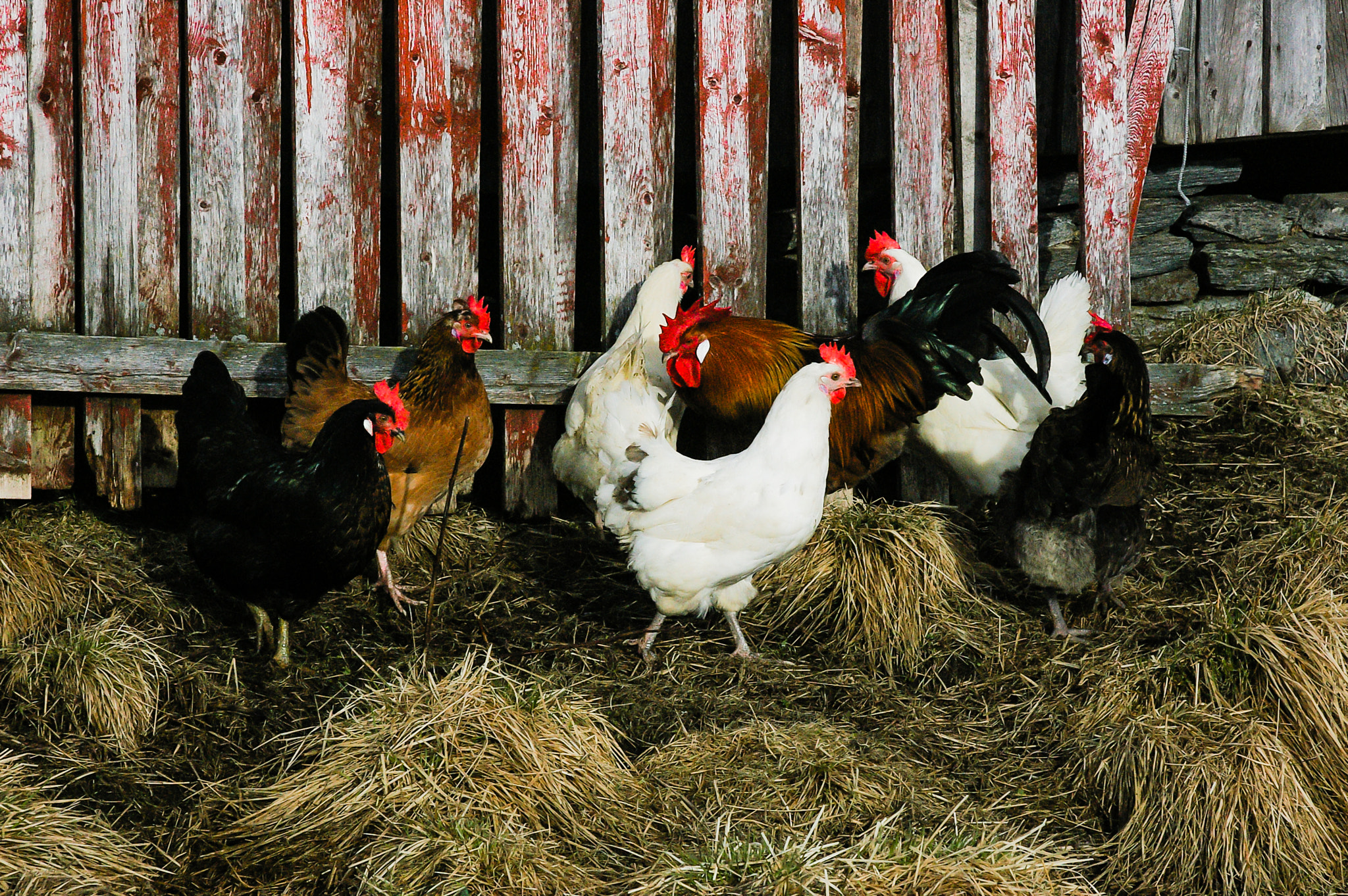 smc PENTAX-FA 28-105mm F3.2-4.5 AL[IF] sample photo. The cock and his hens photography