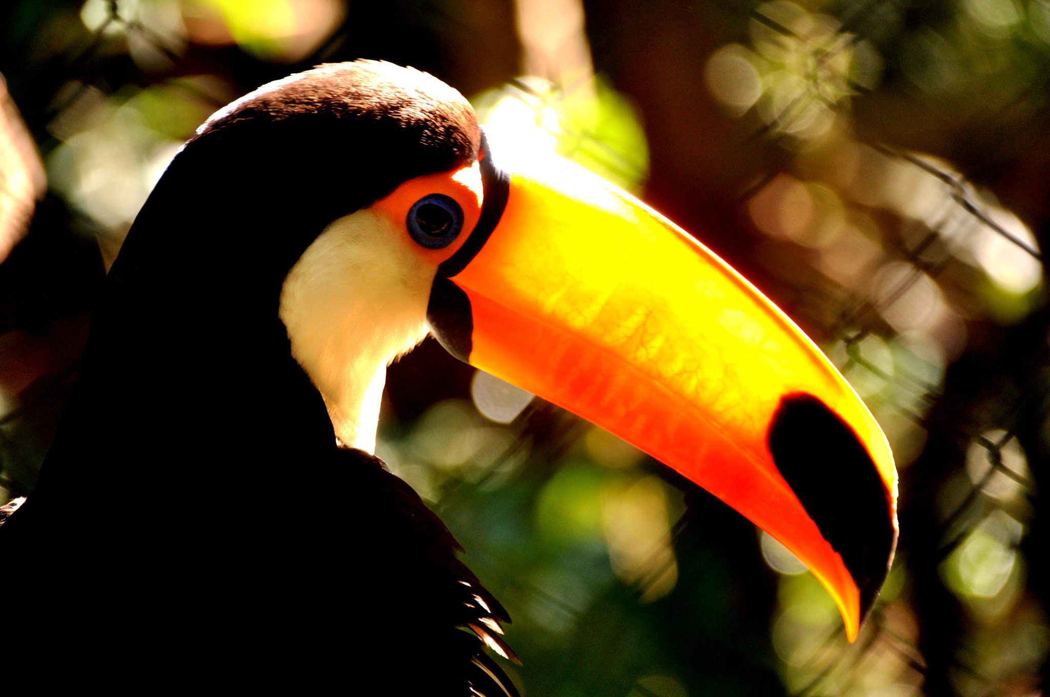 Nikon D90 + Sigma 18-200mm F3.5-6.3 DC OS HSM sample photo. Parque das aves photography