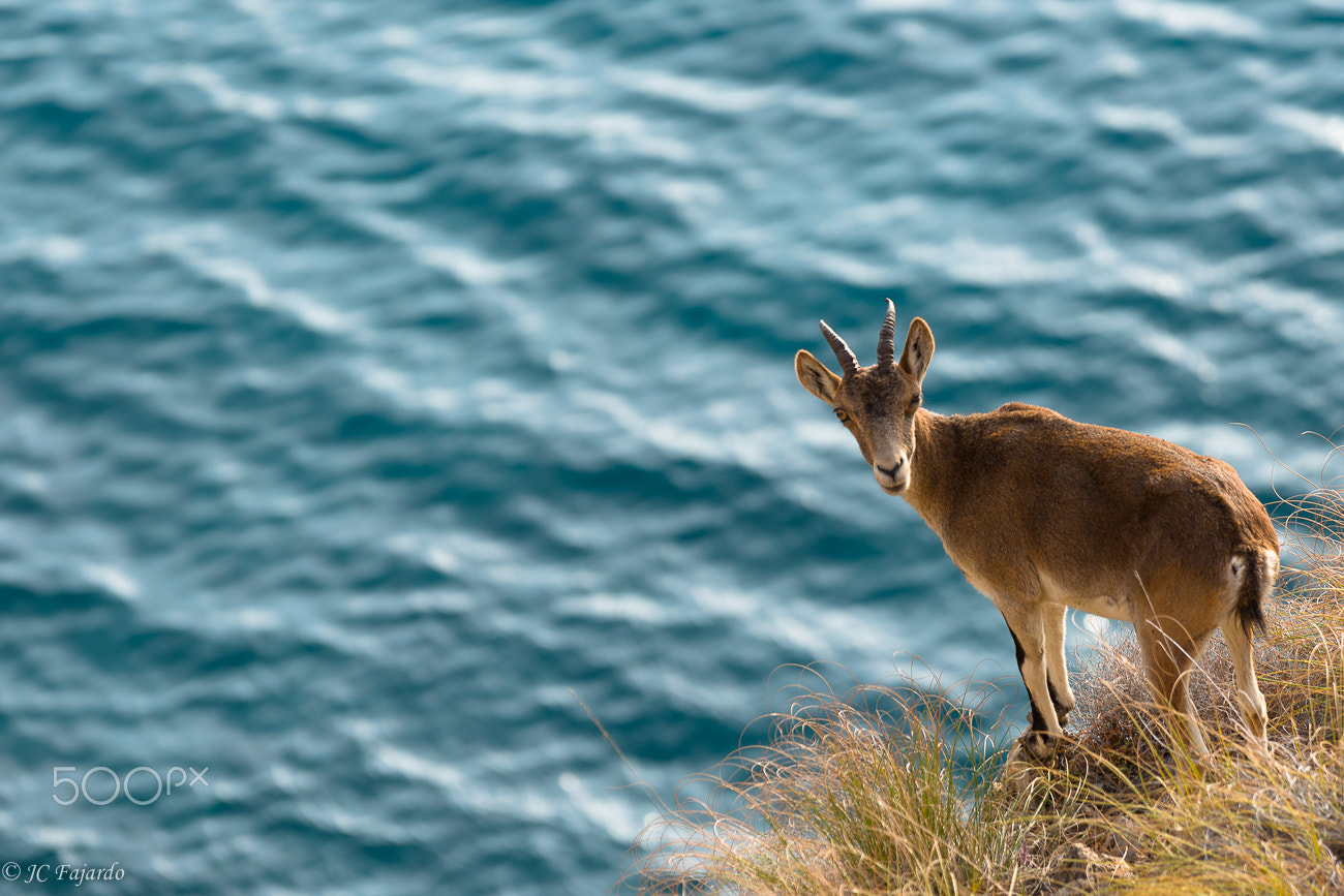 Sigma 70-200mm F2.8 EX DG OS HSM sample photo. Cabra de mar / sea ibex photography