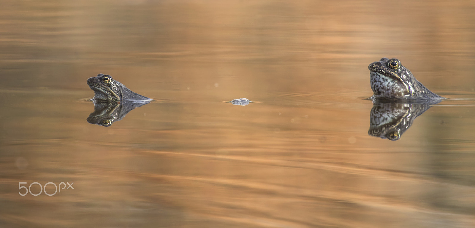 Canon EF 70-200mm F4L IS USM sample photo. Frogs photography