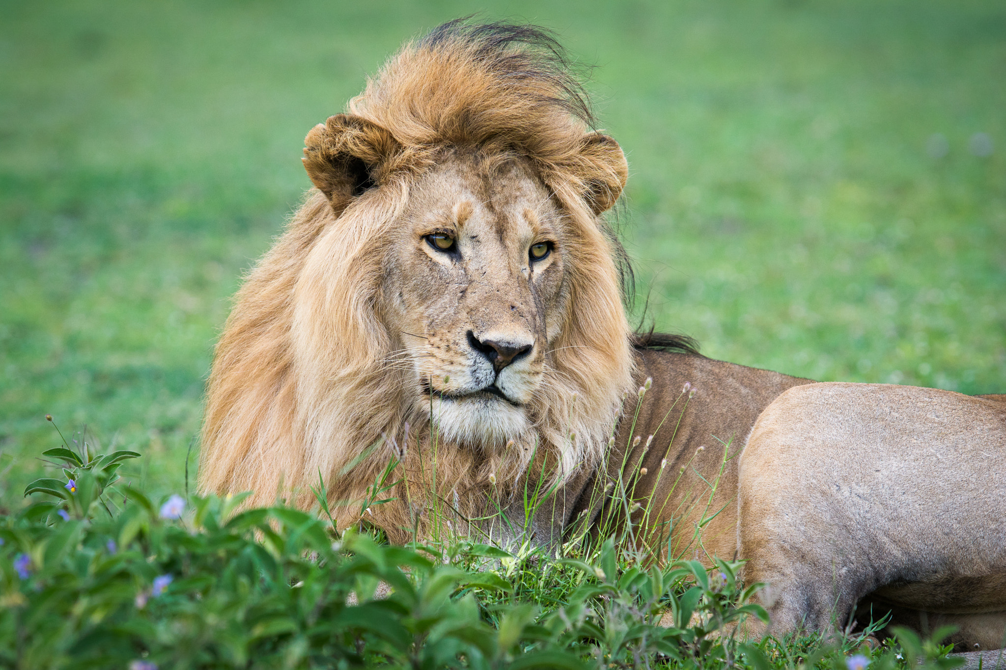 Sony ILCA-77M2 + 300mm F2.8 G sample photo. King photography