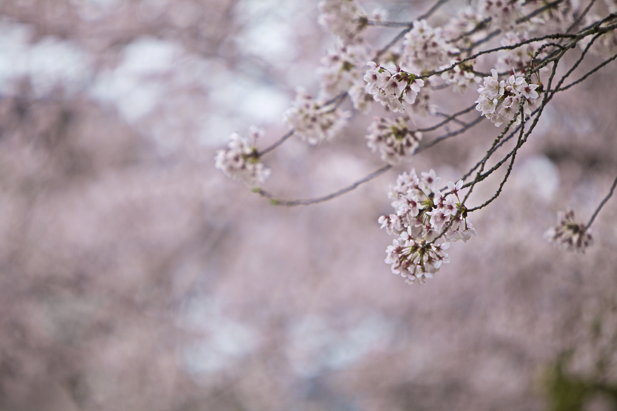 Canon EF 70-200mm F2.8L IS USM sample photo