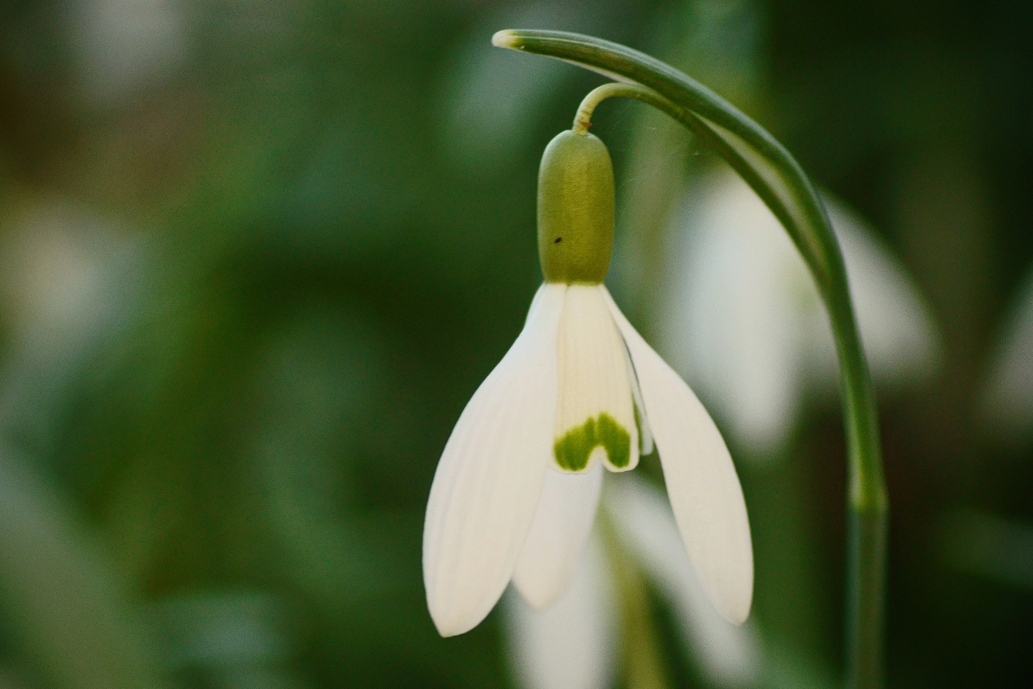 Sony SLT-A58 + Tokina EMZ M100 AF 100mm F3.5 sample photo. Snowdrop! photography