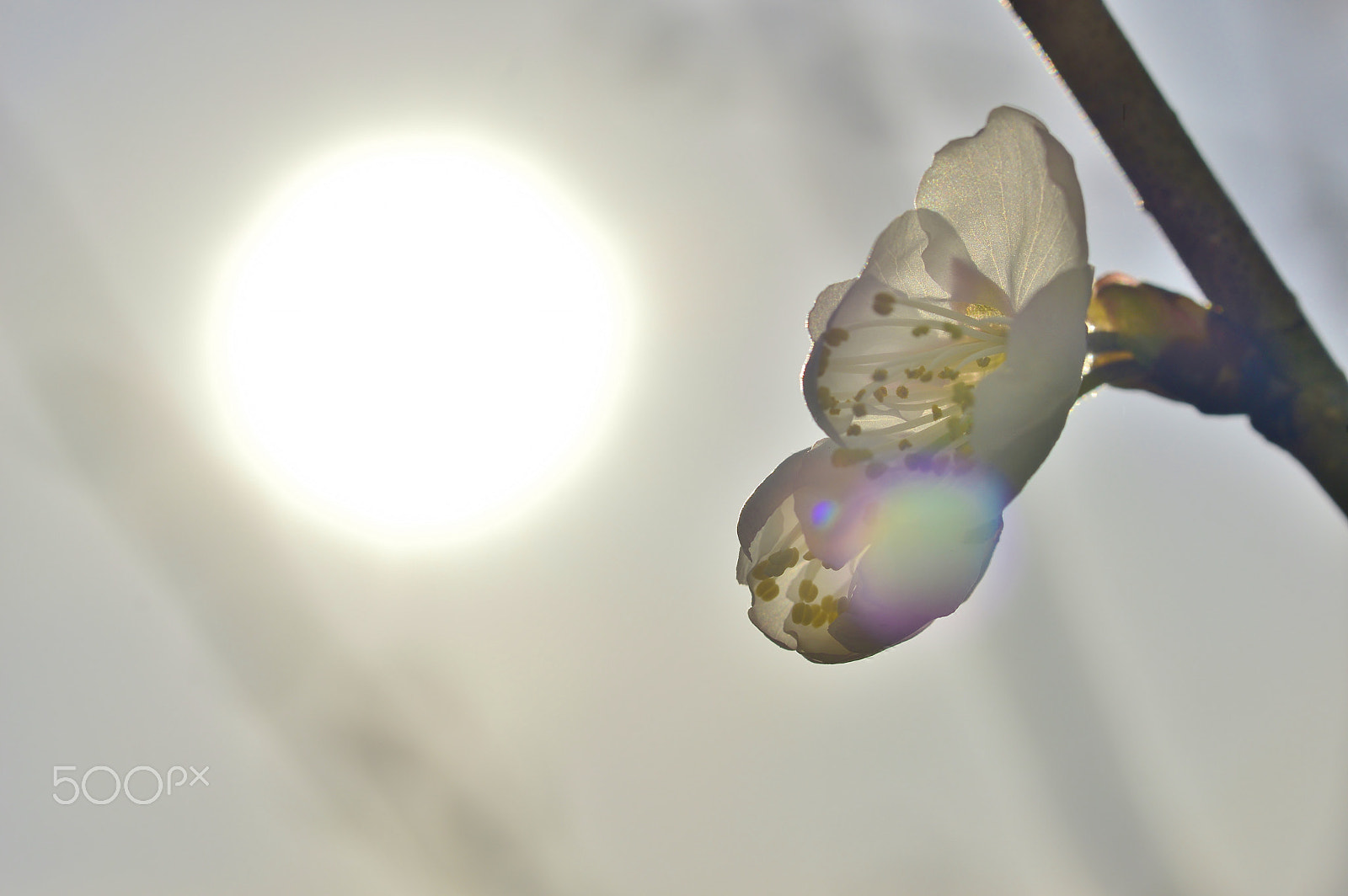 Nikon D3200 sample photo. Flower......spring nature photography