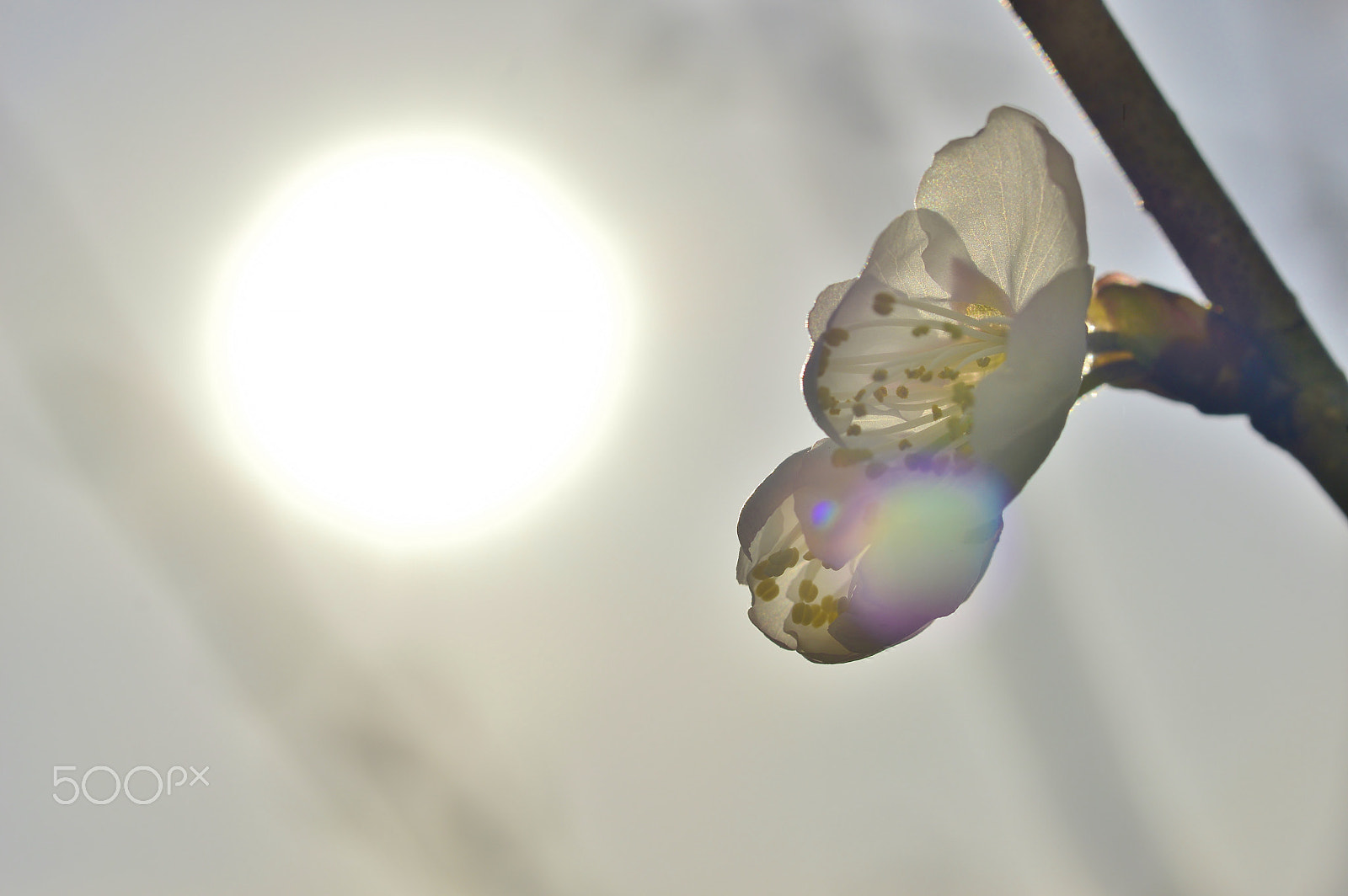 AF Micro-Nikkor 55mm f/2.8 sample photo. Flower......spring nature photography