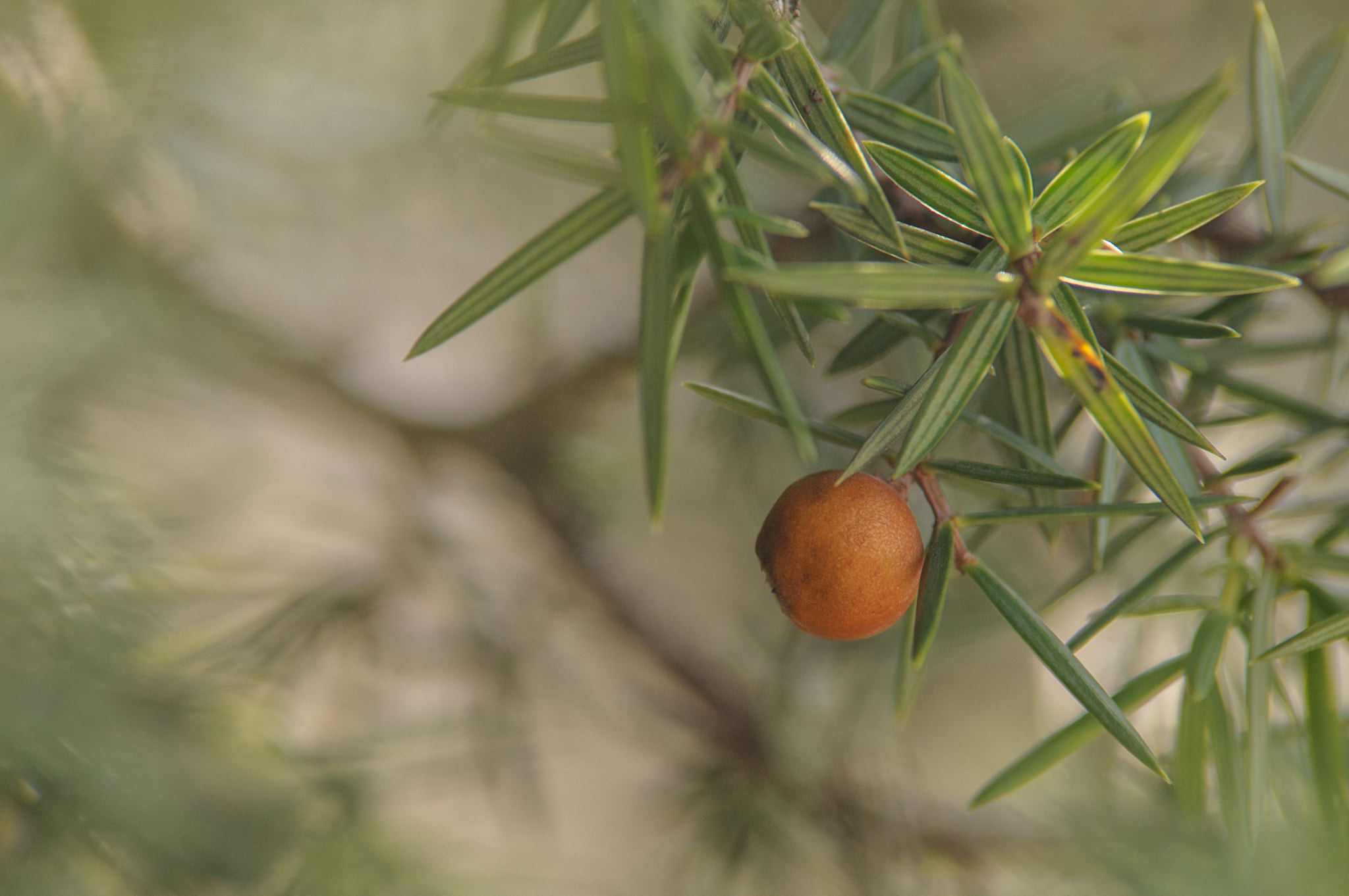 Nikon D700 sample photo. Prickly juniper berry photography