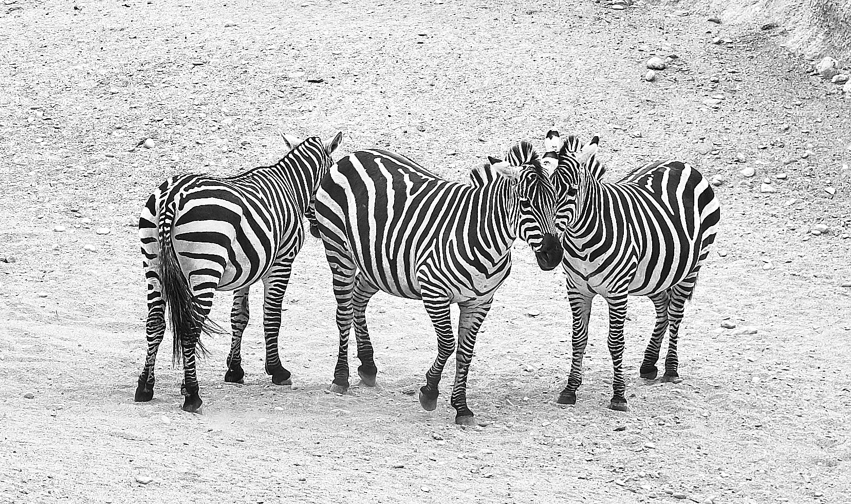 Fujifilm X-Pro1 sample photo. Minimal zebra photography