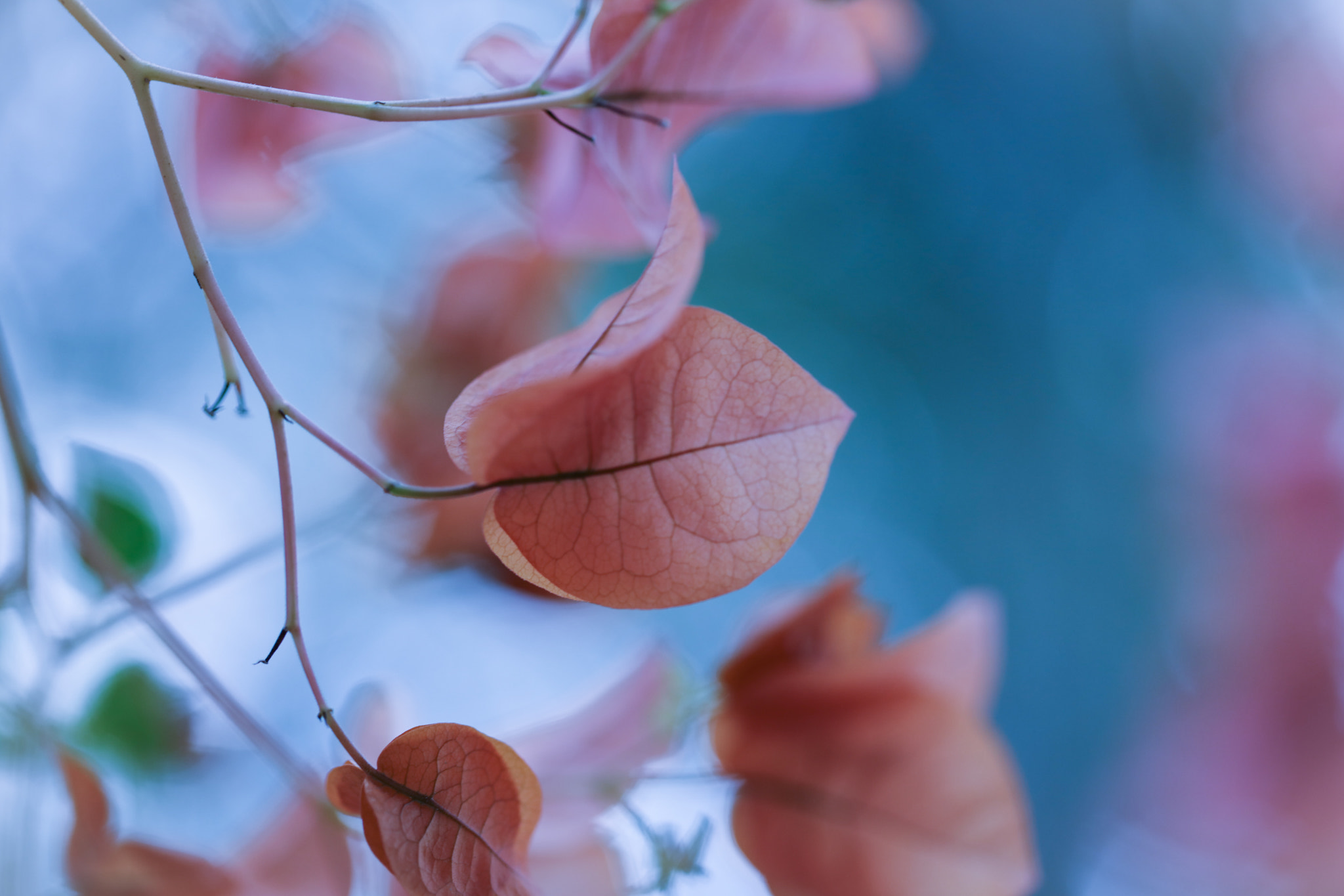 Canon EF 100mm F2.8L Macro IS USM sample photo. Music and spring.. photography