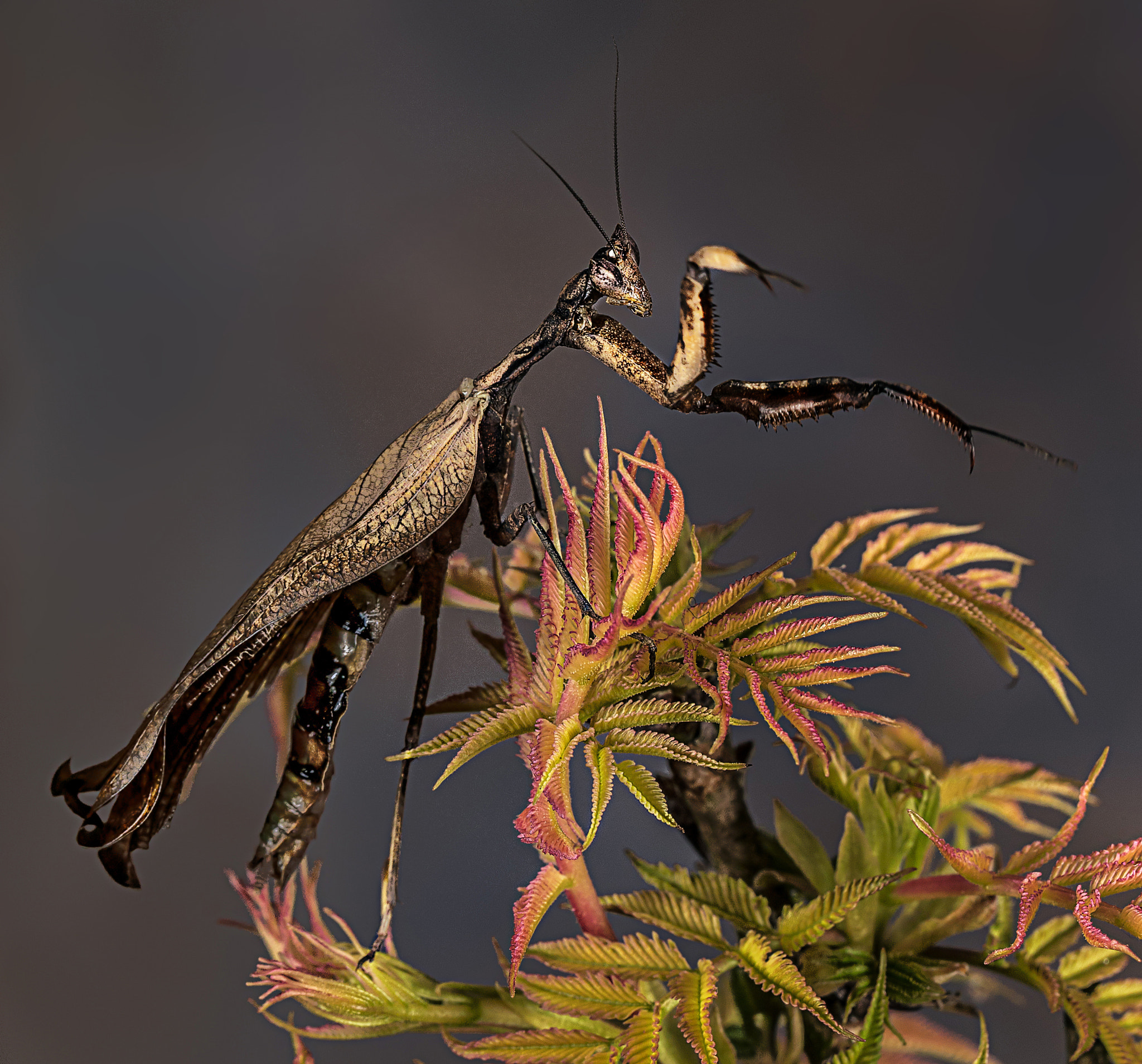 Canon EOS-1D X + Canon EF 100mm F2.8L Macro IS USM sample photo. Ghost mantis.... photography