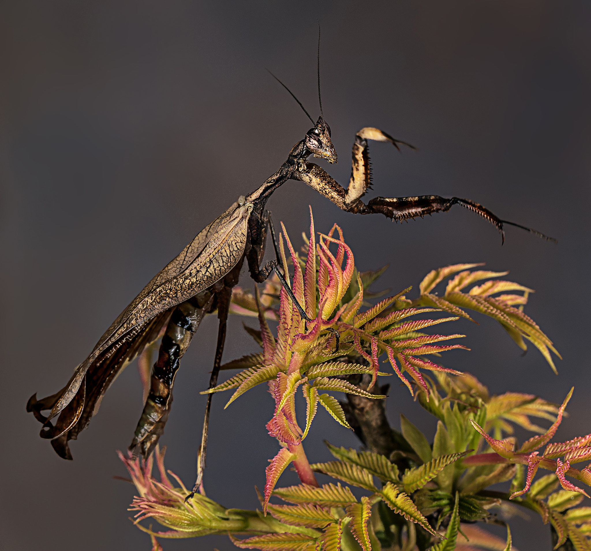 Canon EF 100mm F2.8L Macro IS USM sample photo. Ghost mantis.... photography