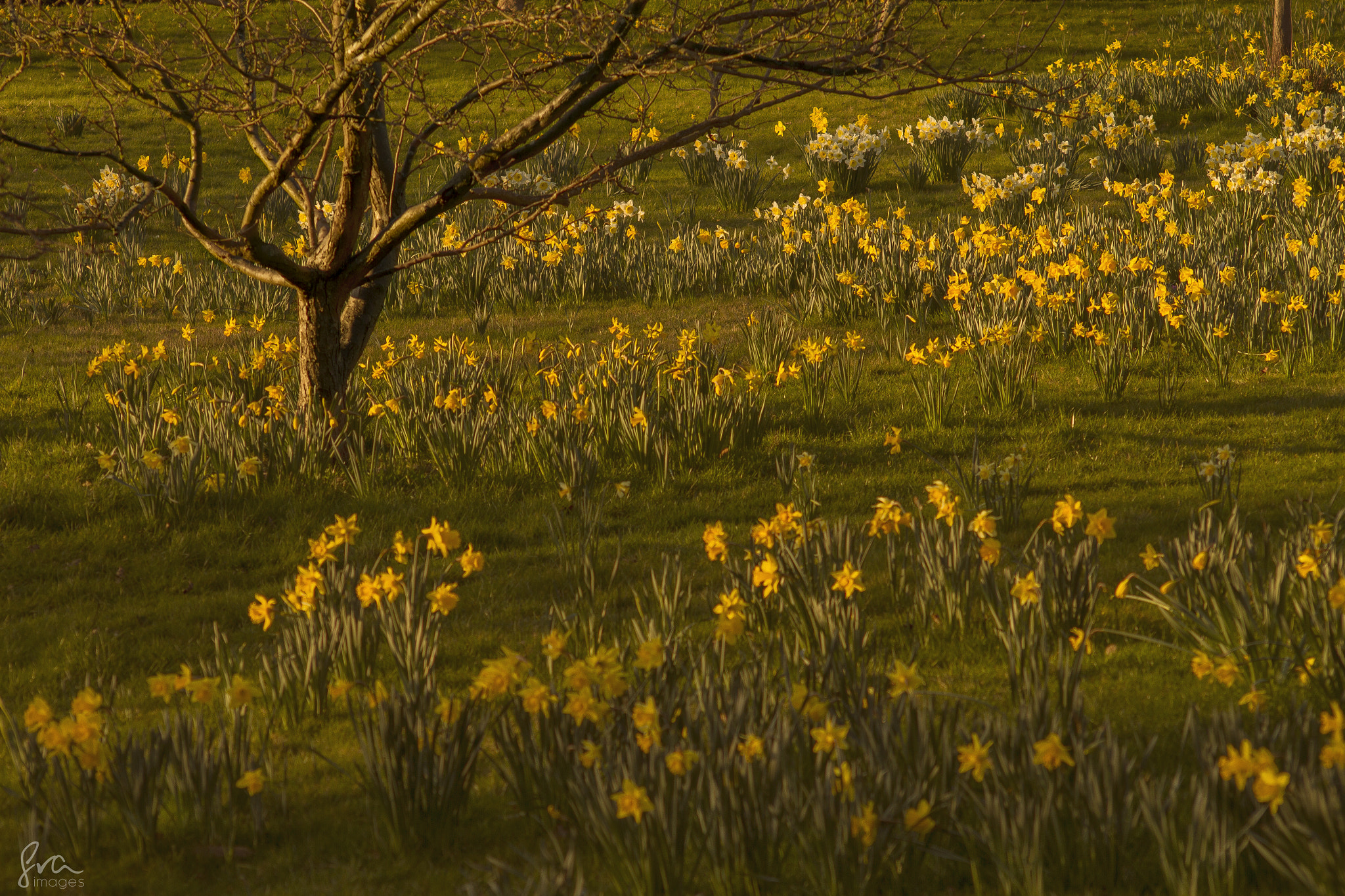 Canon EOS 7D sample photo. Daffodil park photography